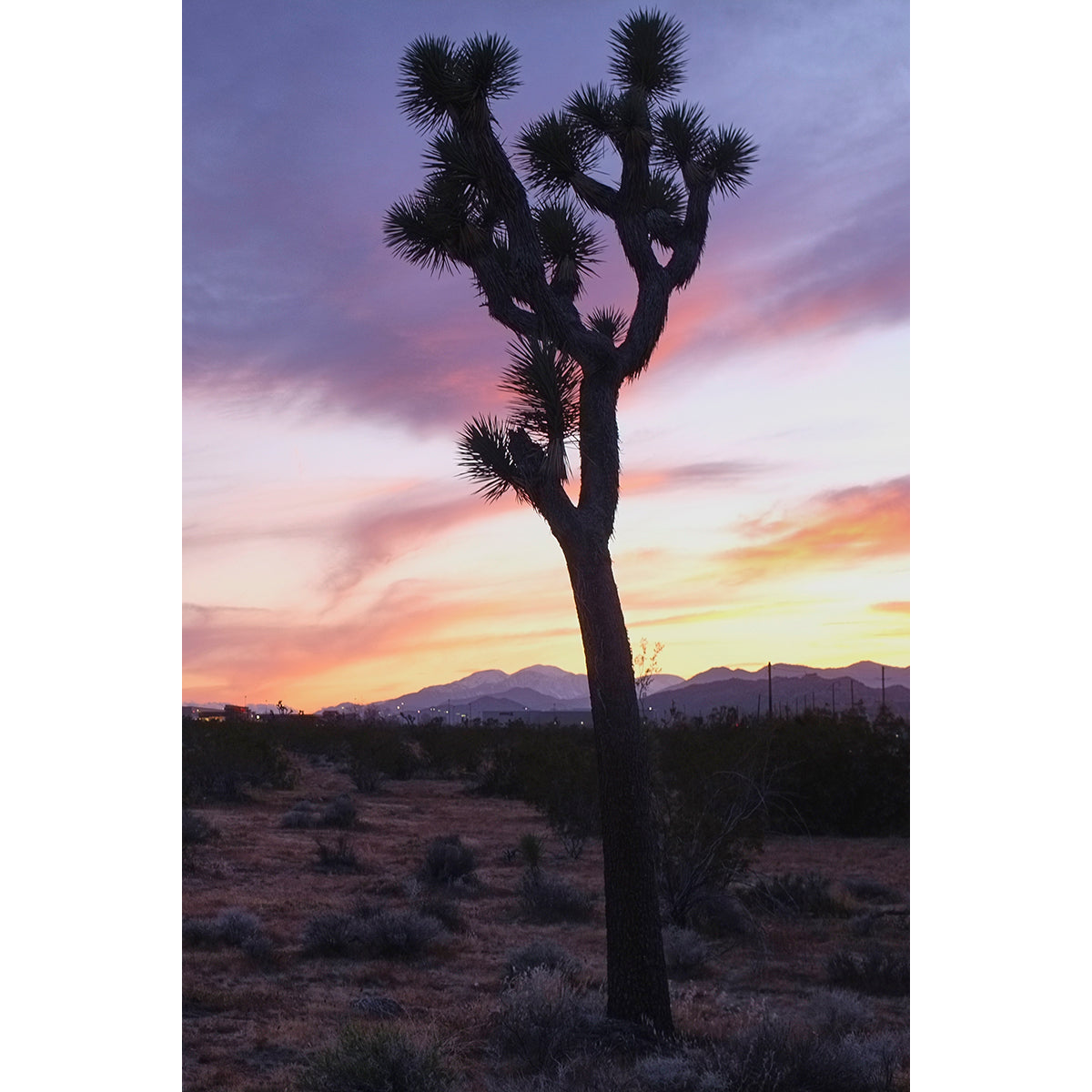 JOSHUA TREE SUNSET