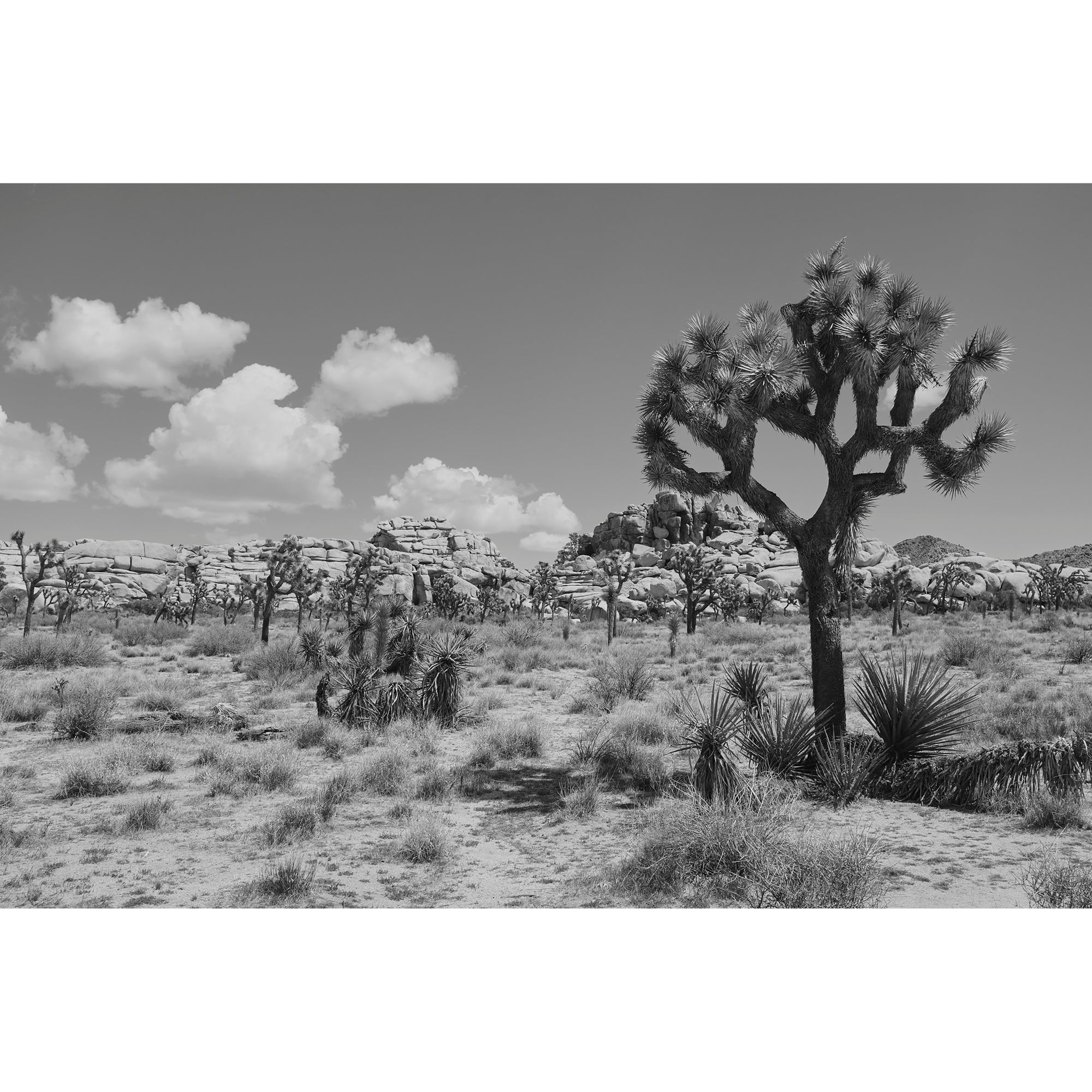 JOSHUA TREE