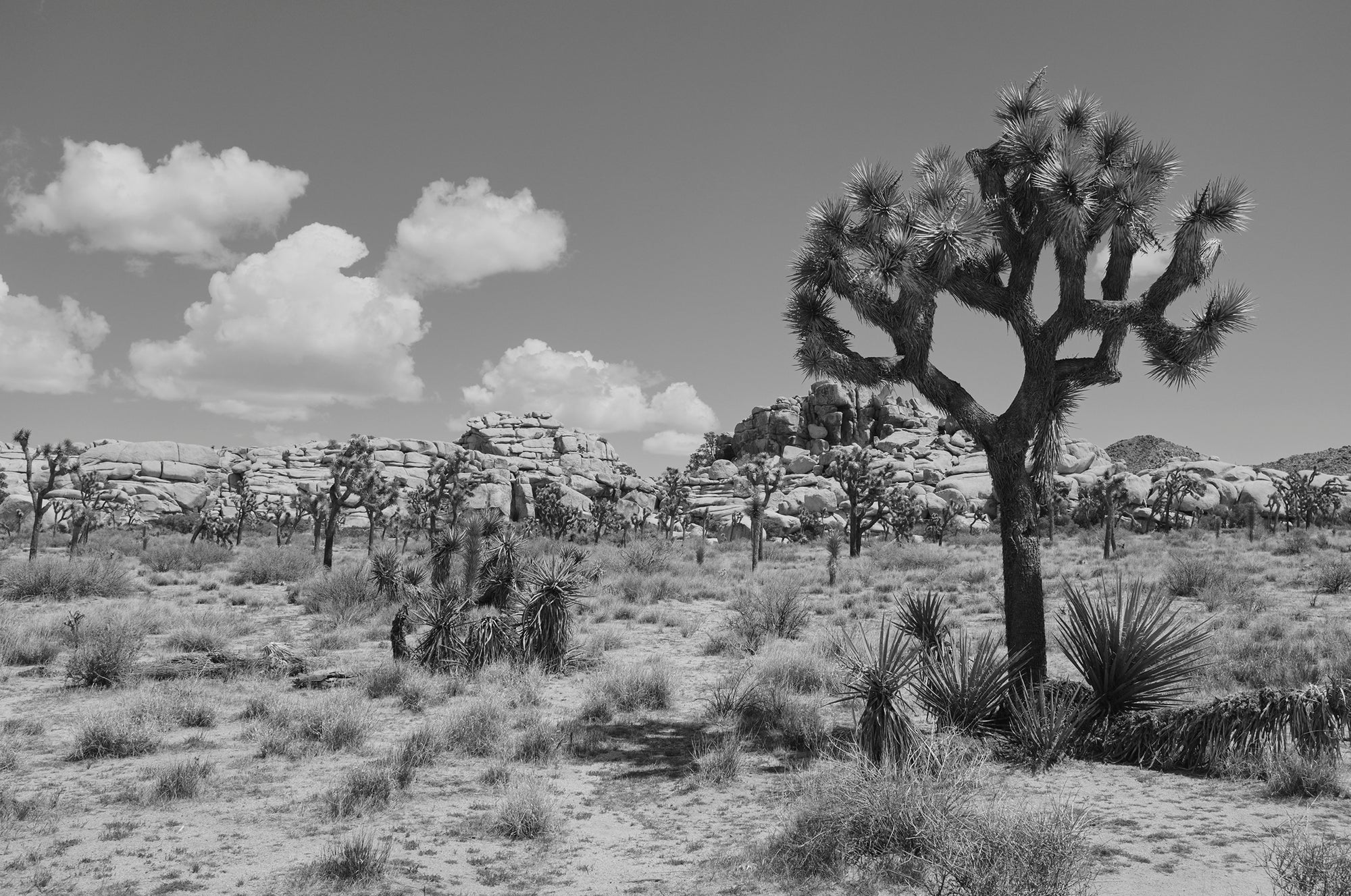 JOSHUA TREE