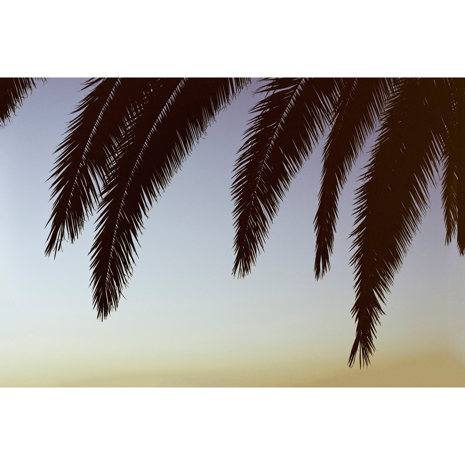 PALMS OVER YAMASHIRO