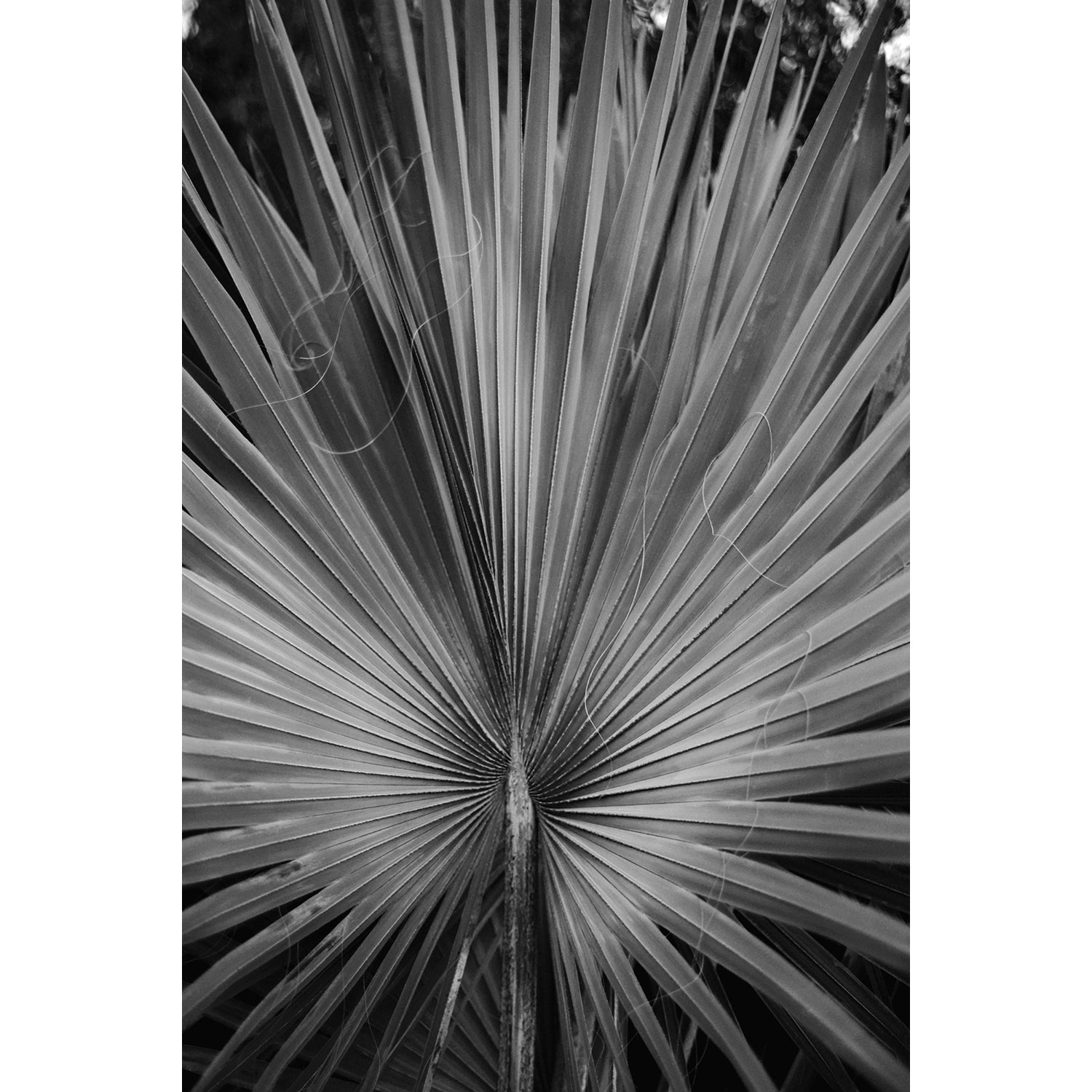 PALM FAN