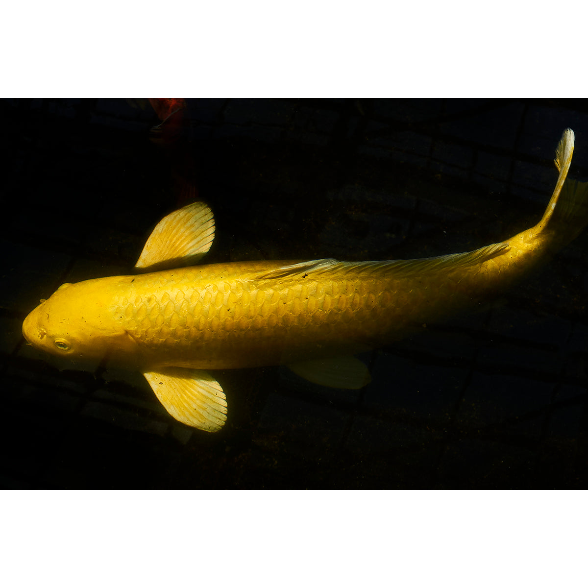 KOI YELLOW