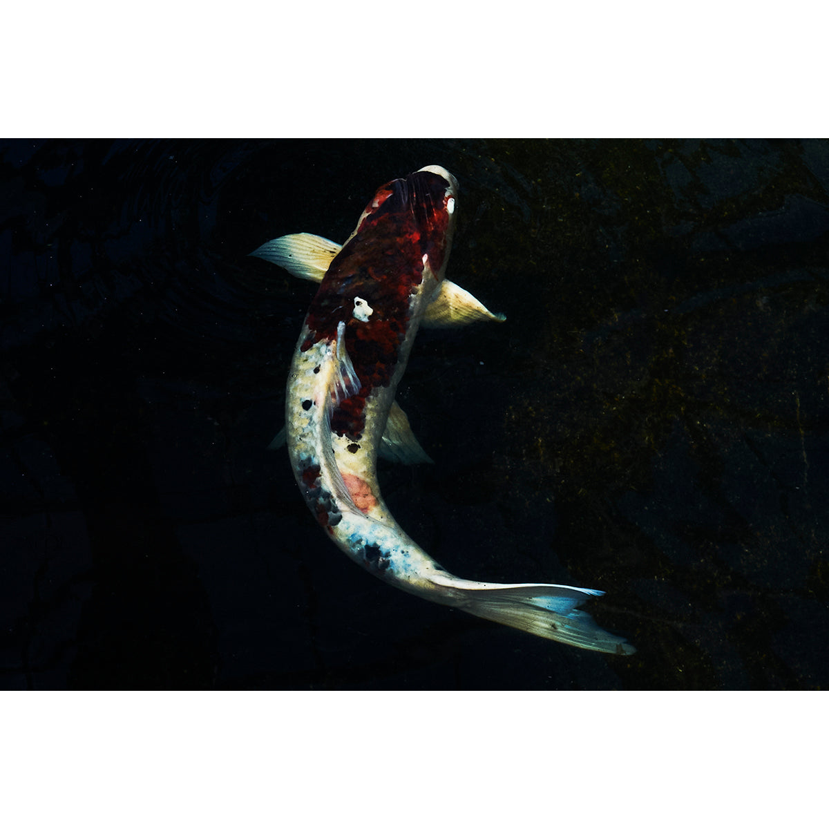 RED KOI (HORIZONTAL)