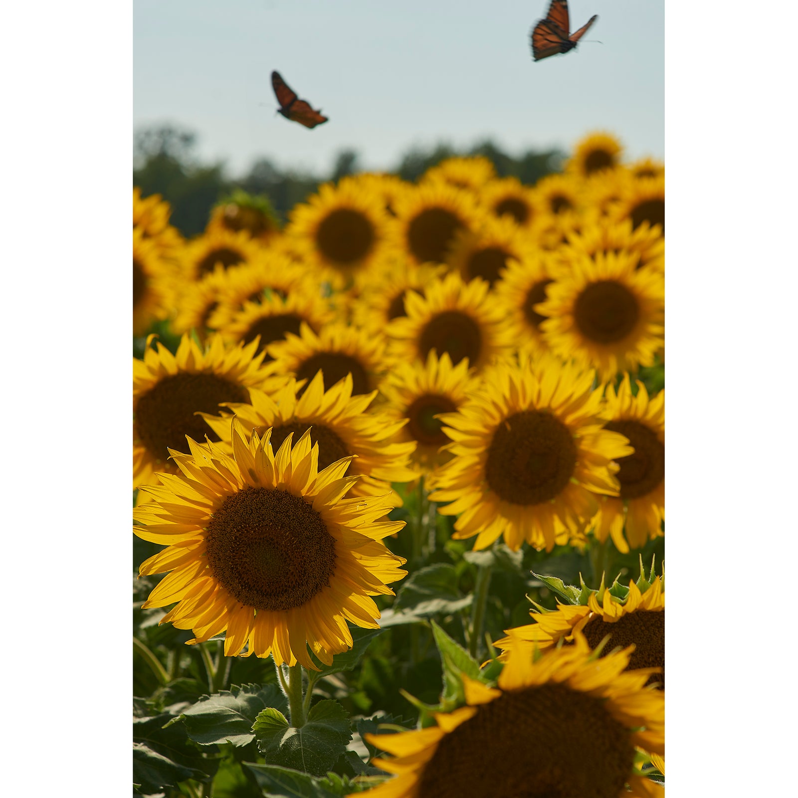 SUNFLOWERS