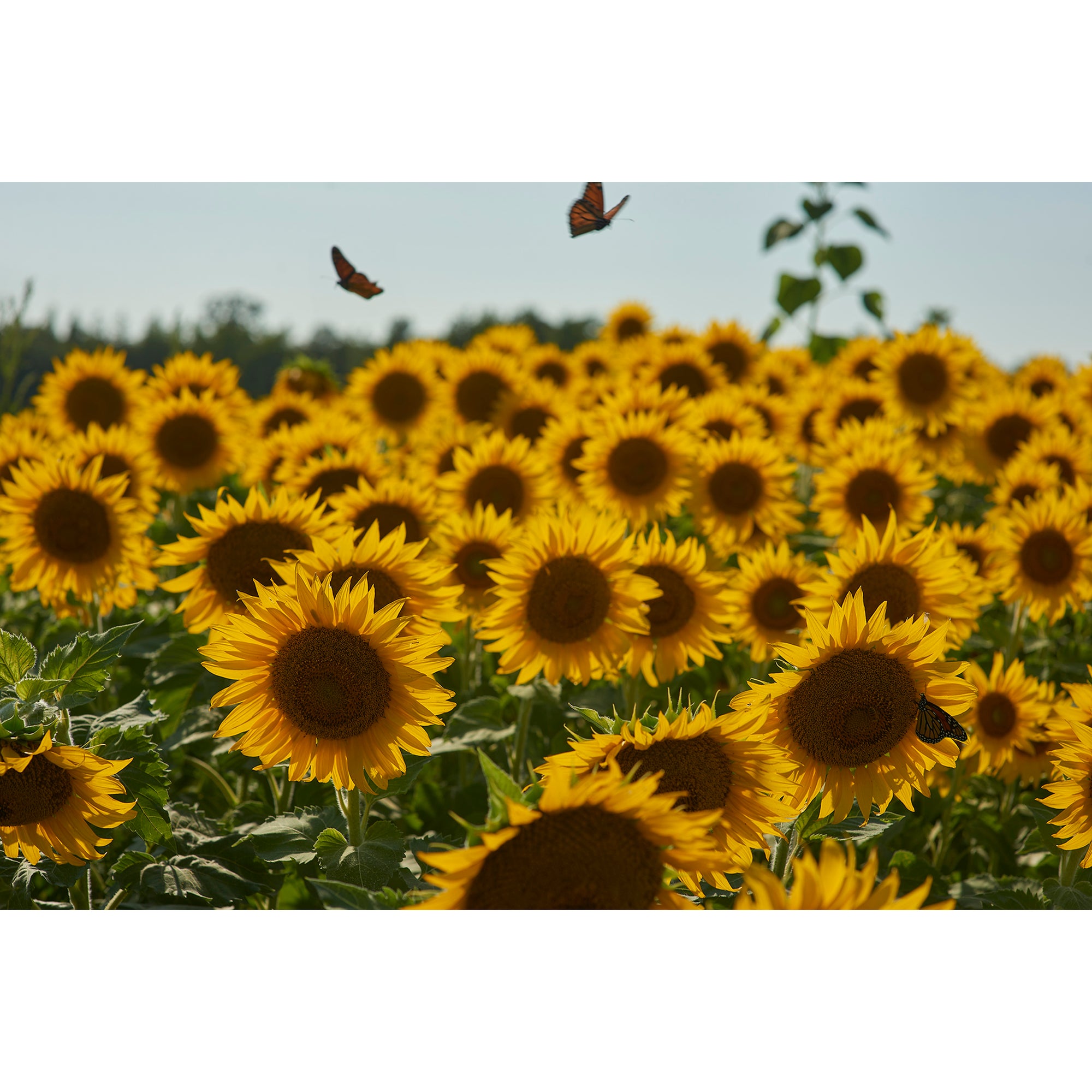 SUNFLOWERS AND BUTTERFLIES