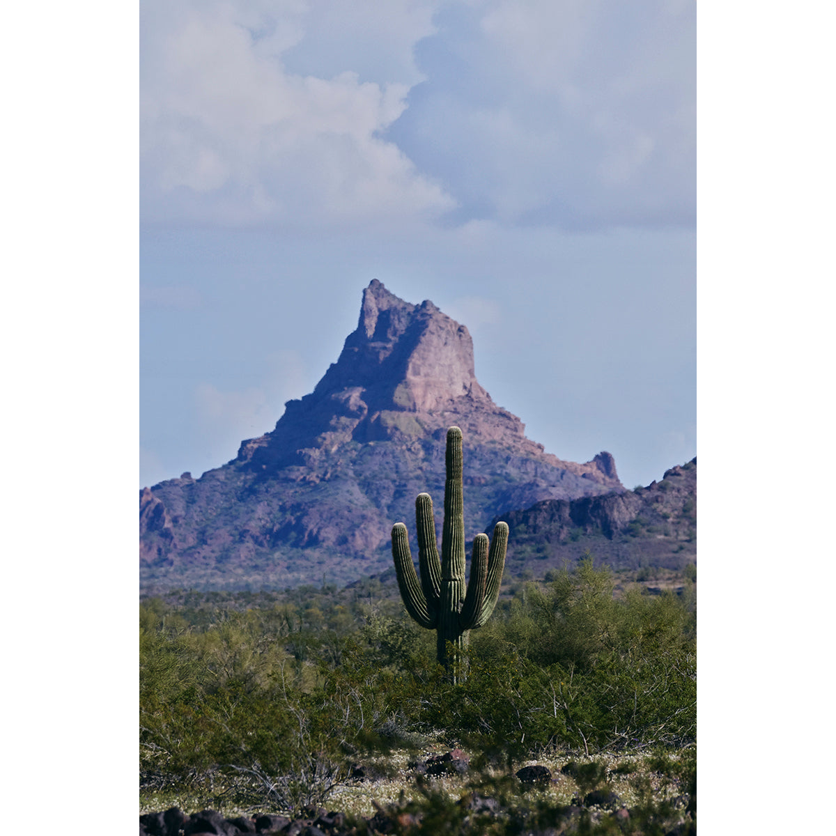 SPRINGTIME IN THE DESERT