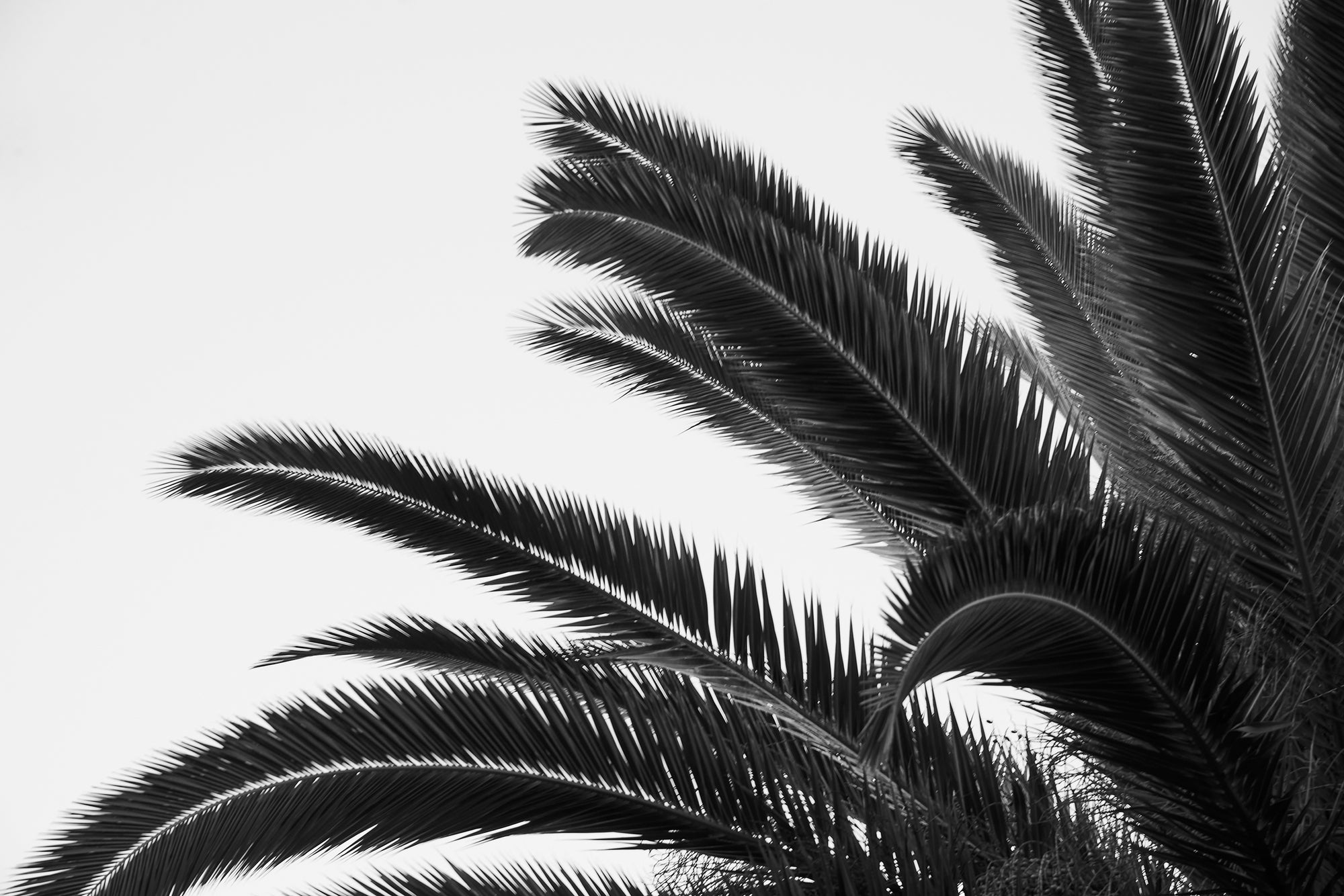 PALMS 1