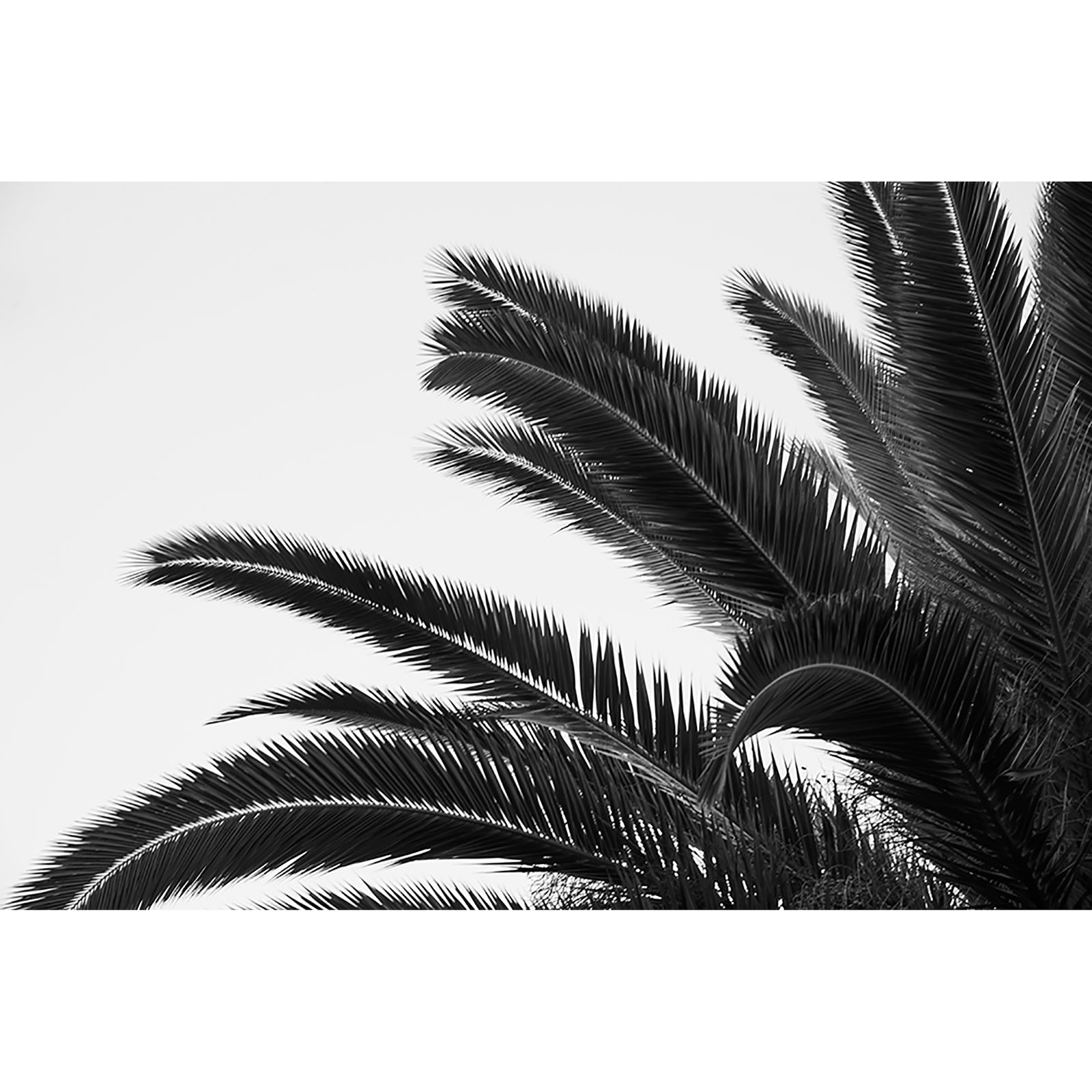 PALMS 1