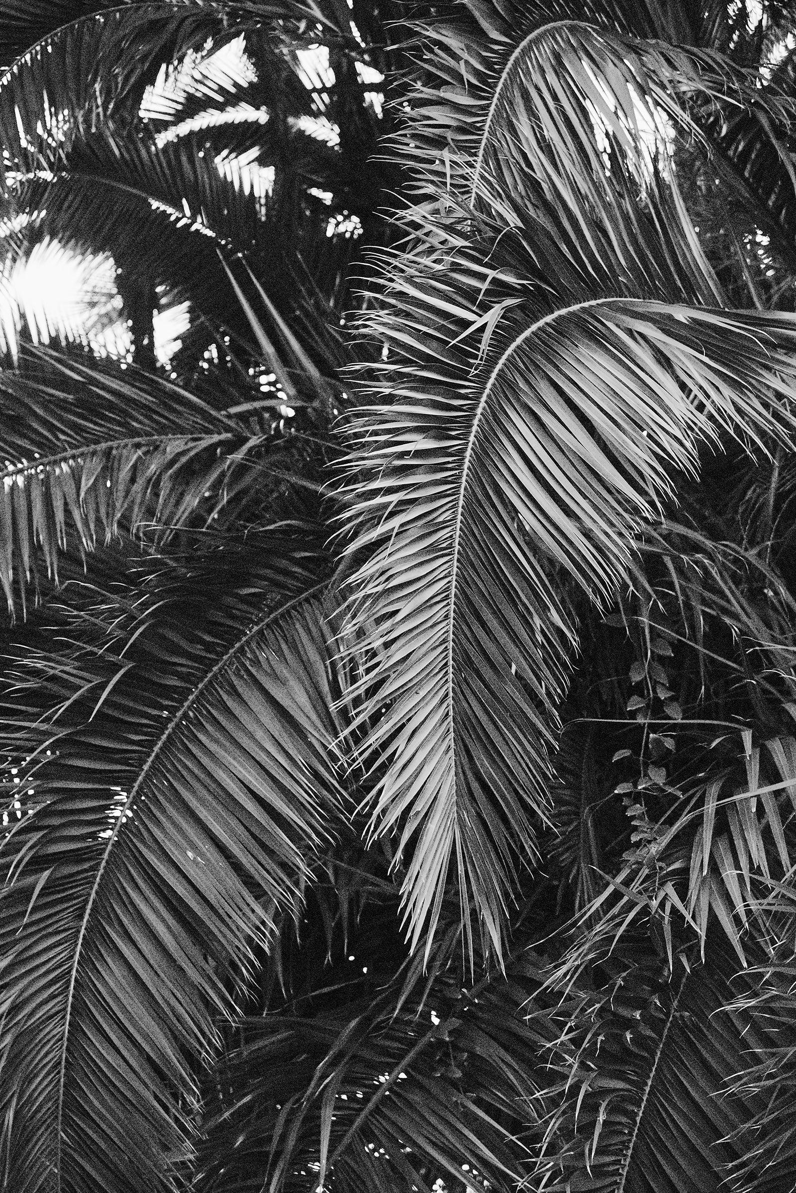 PALMS