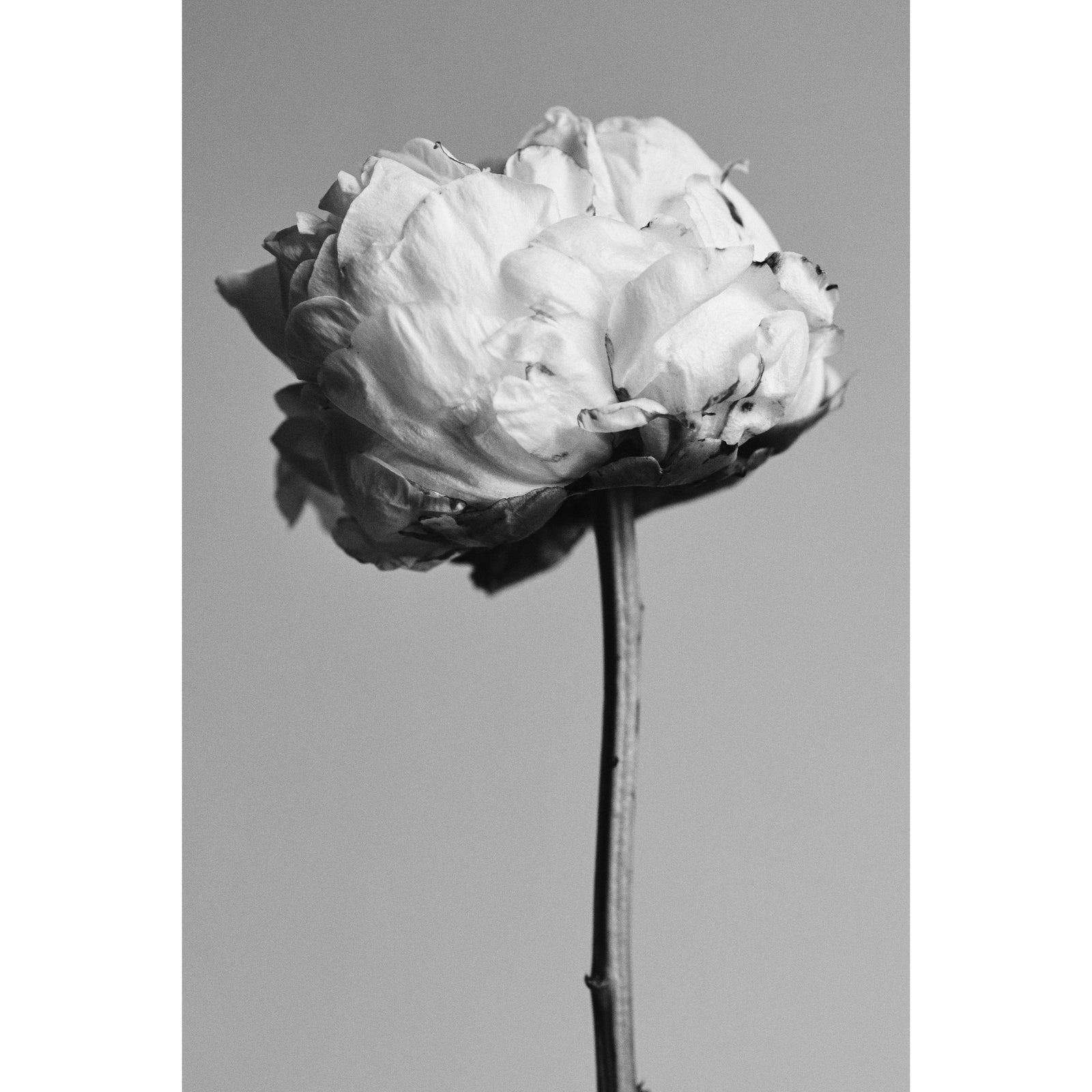 PEONIES B&W