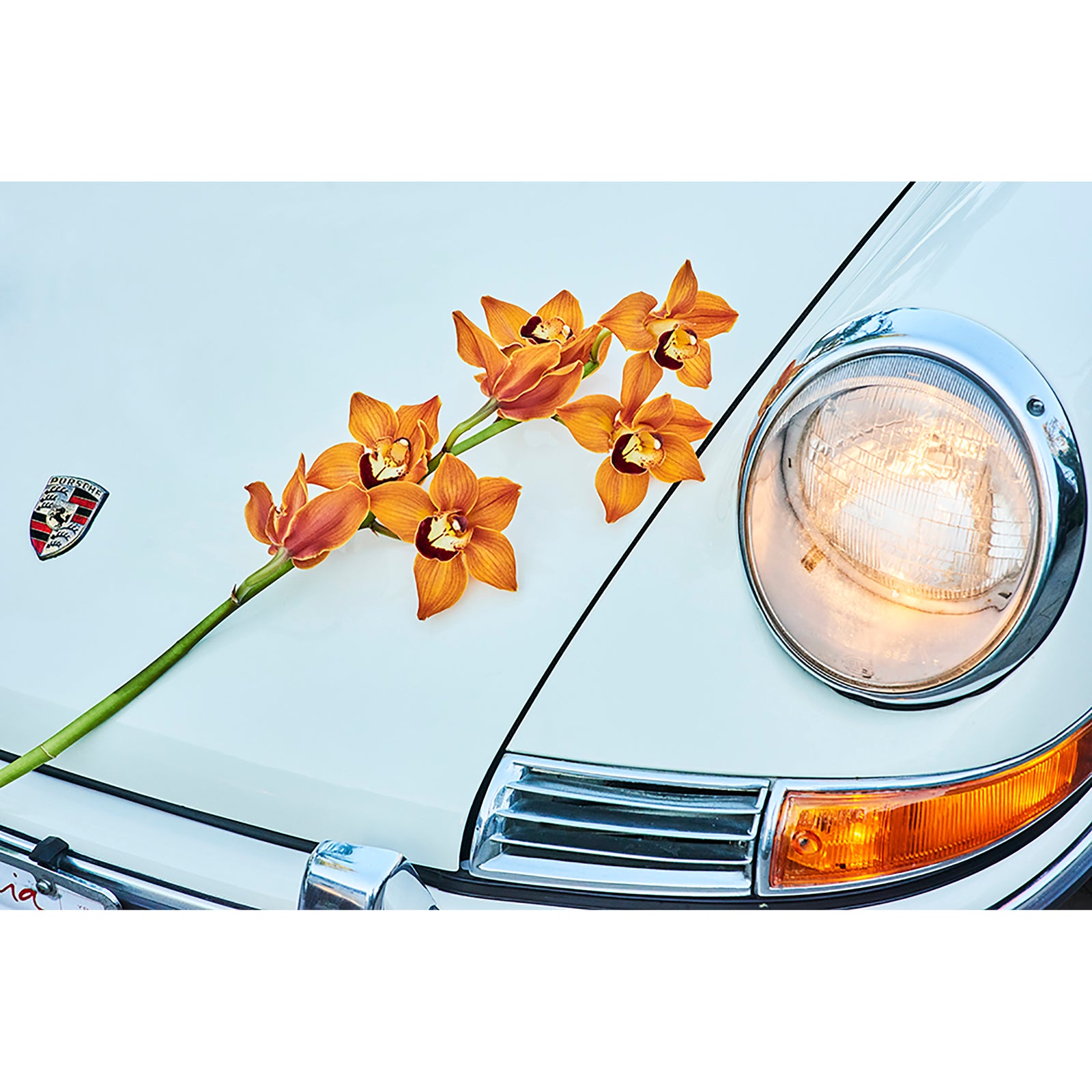 PORSCHE AND ORCHID