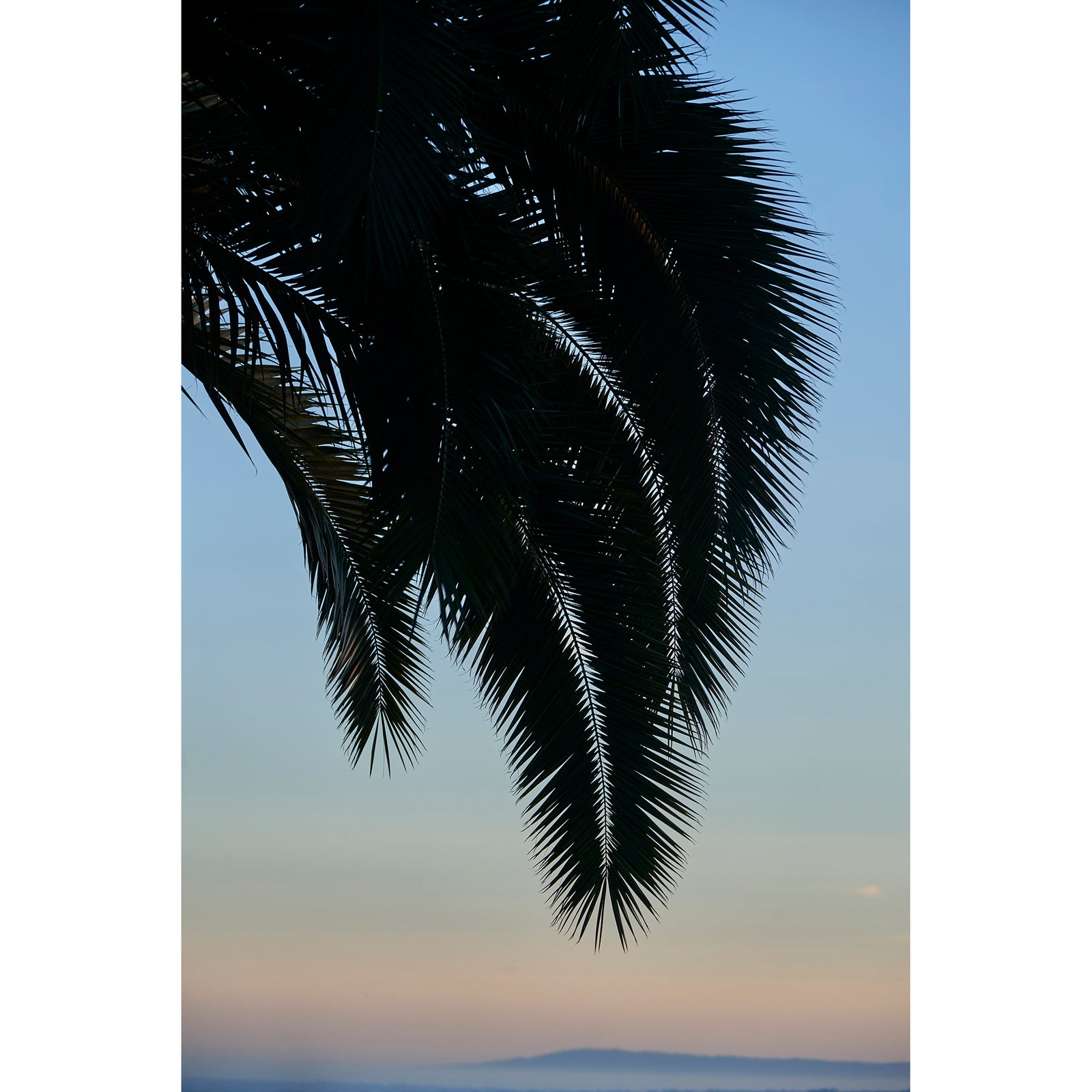 PALM SUNSET