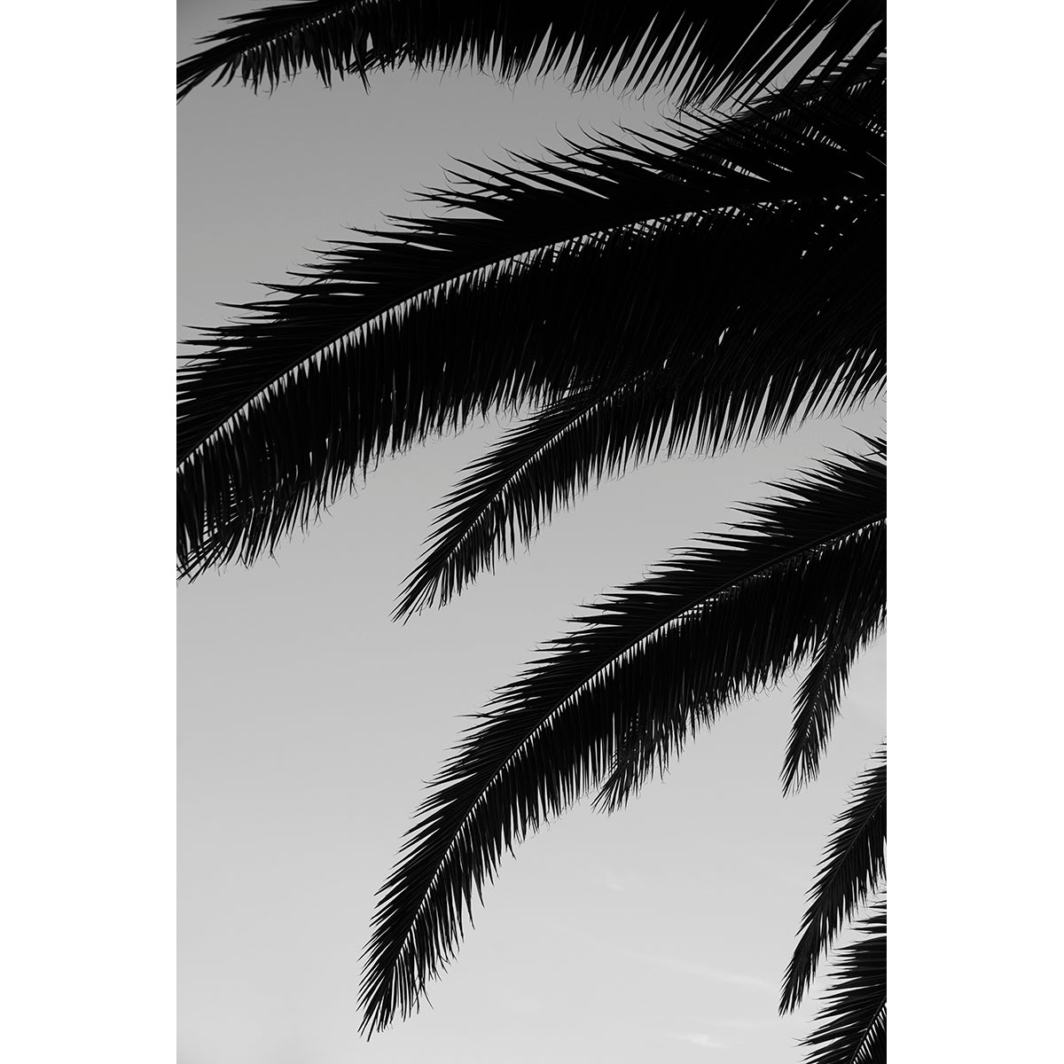 PALM