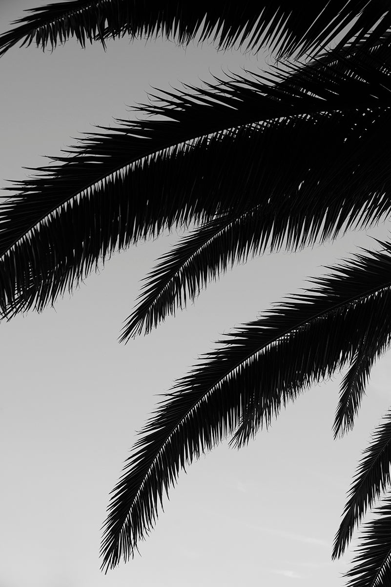 PALM