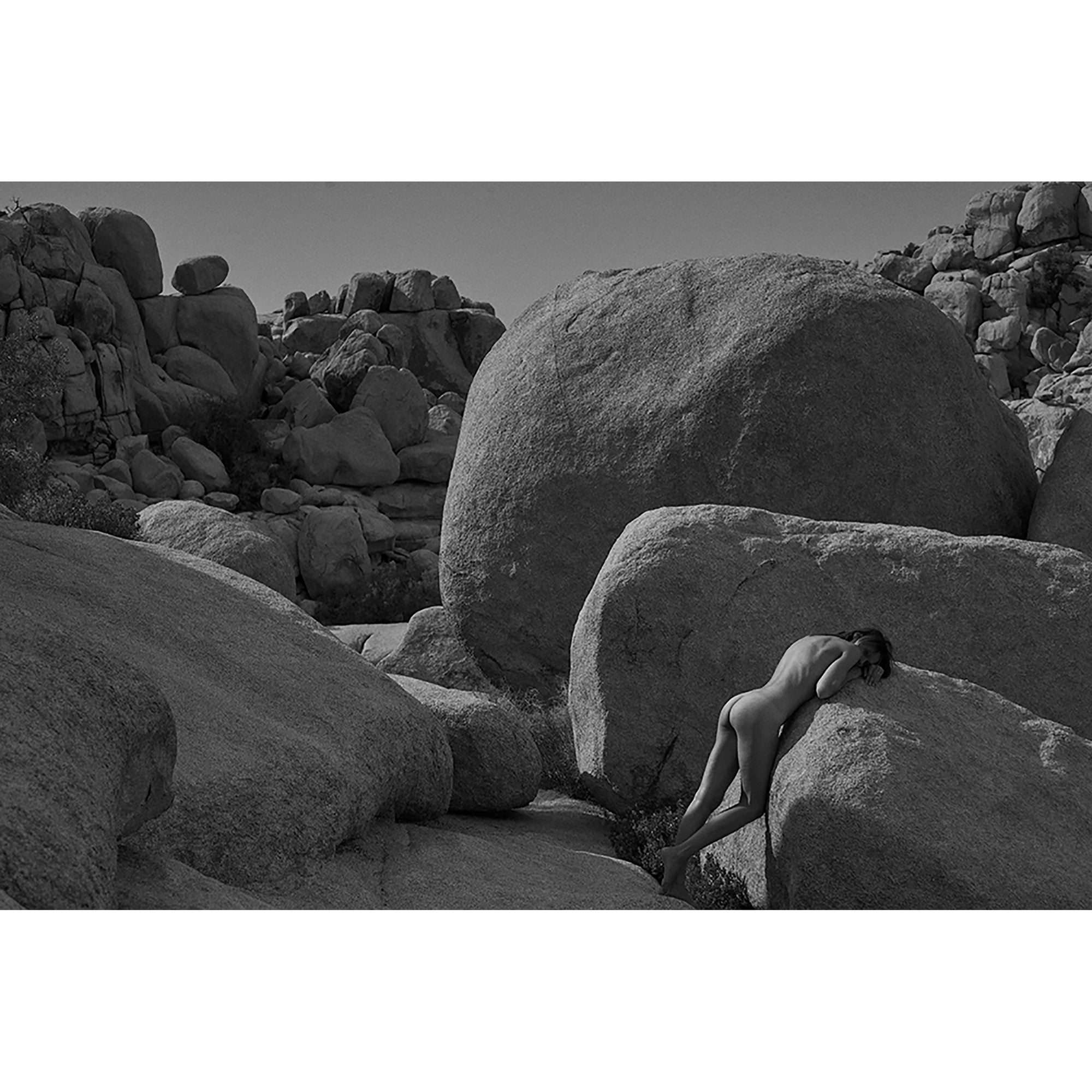 JOSHUA TREE STUDY