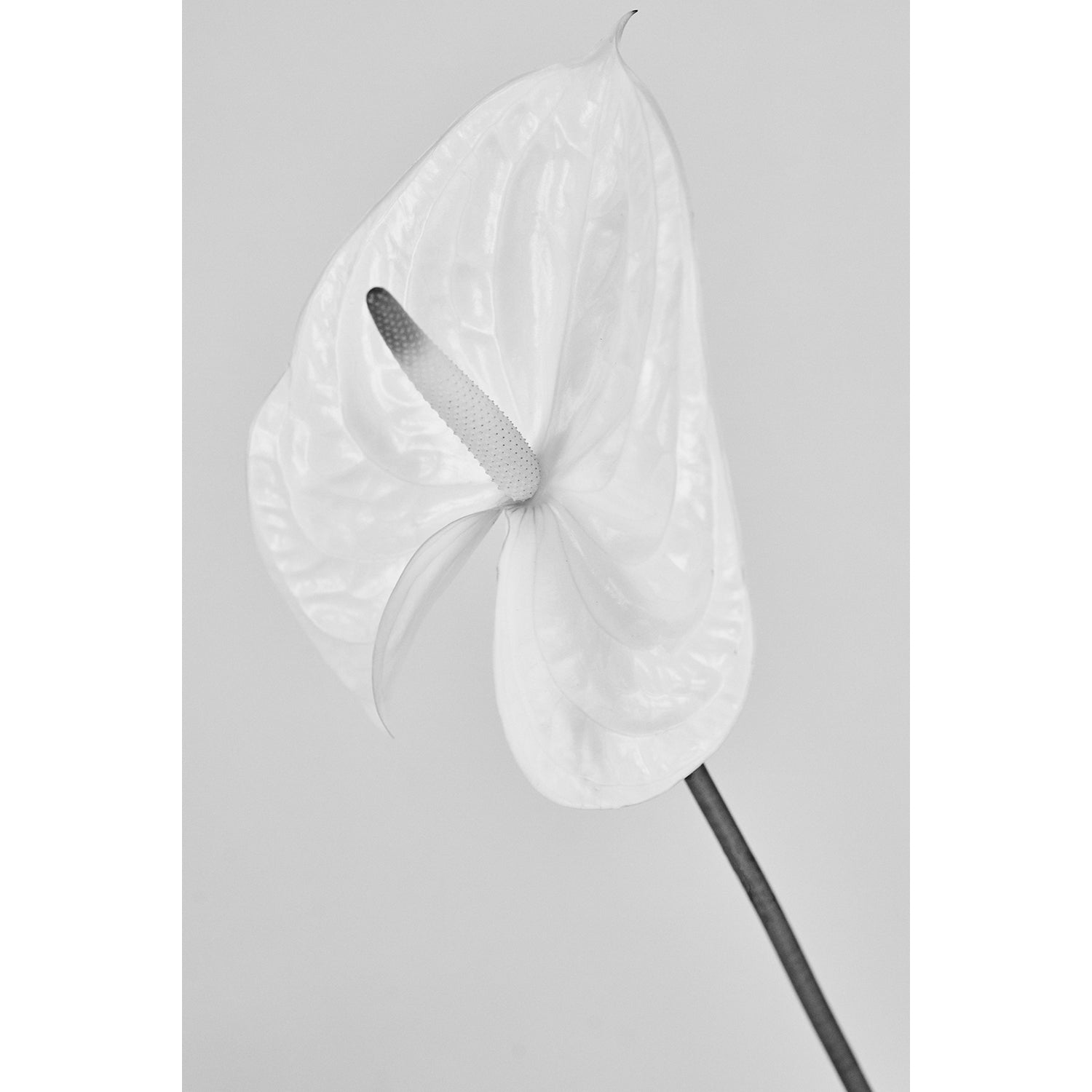 WHITE ANTHURIUM