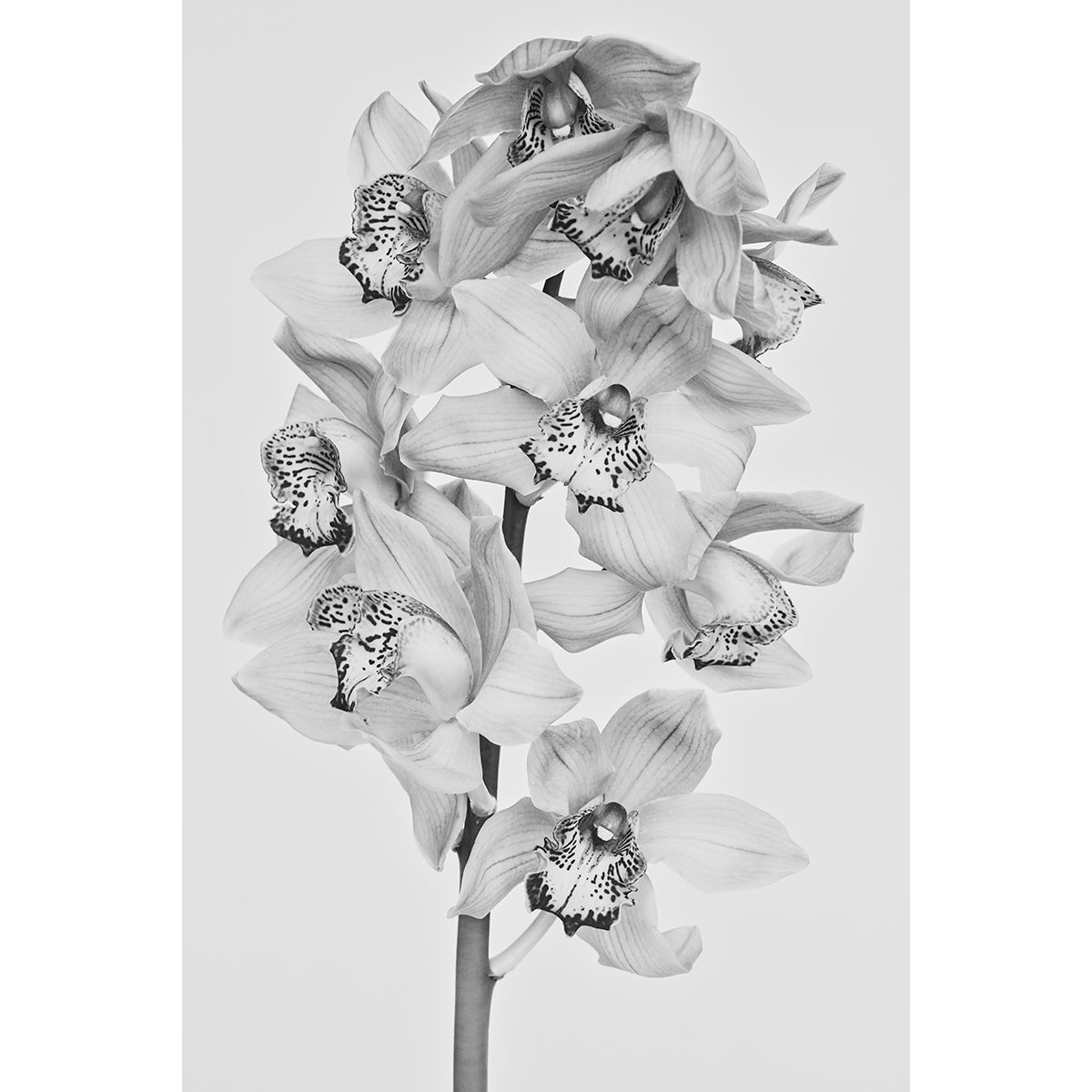 ORCHID B&W