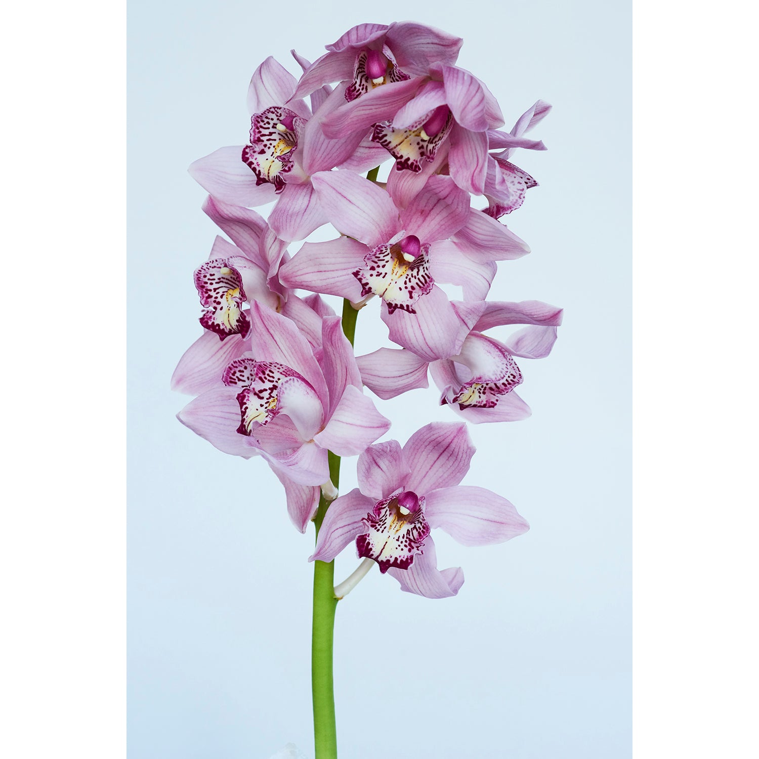 PURPLE ORCHID