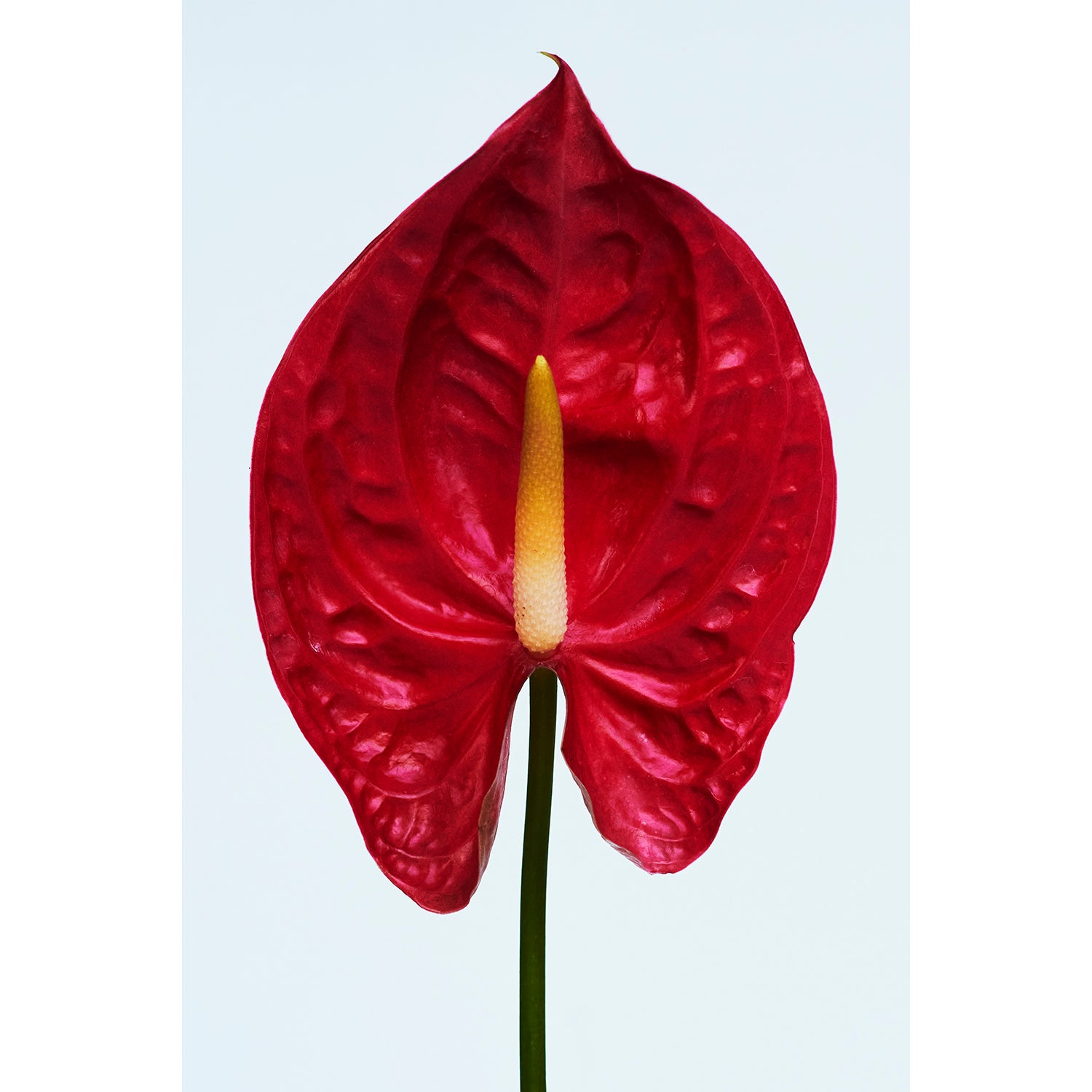 RED ANTHURIUM