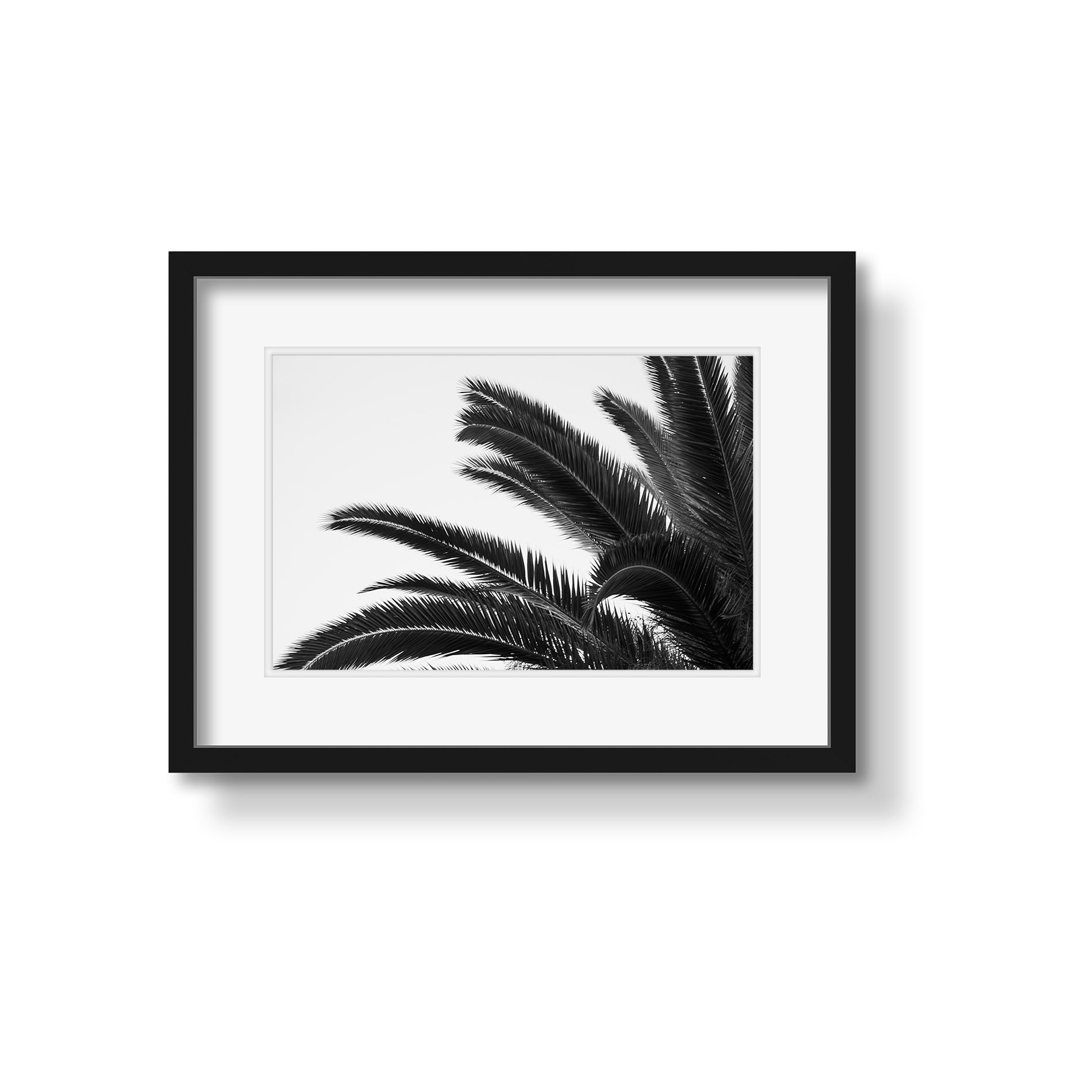 PALMS 1