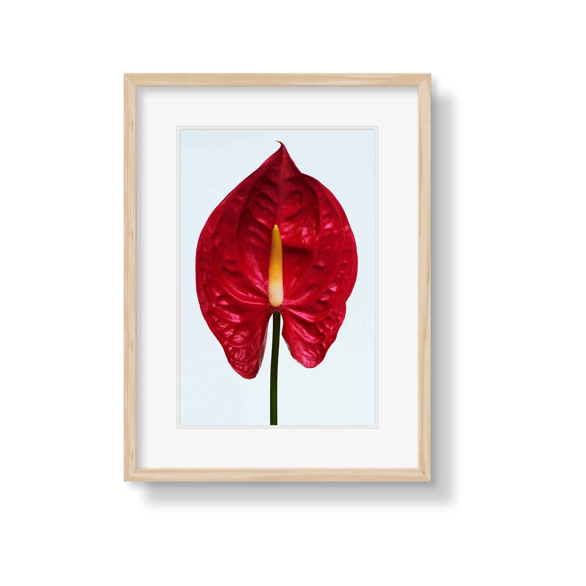 anthurium red beauty RED ANTHURIUM