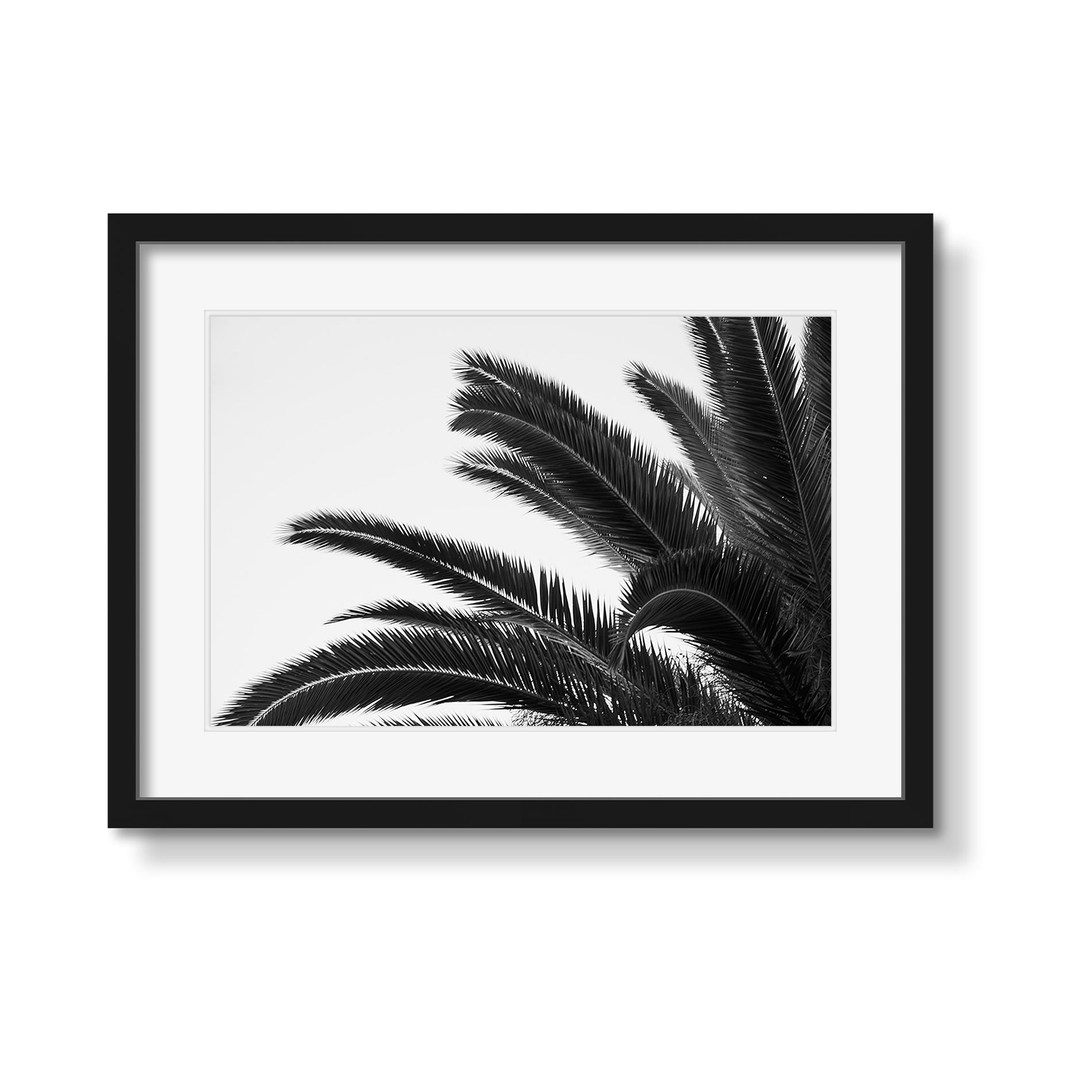 PALMS 1