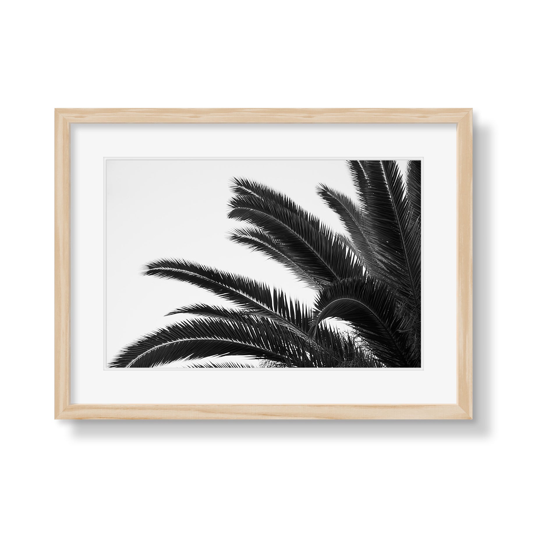 PALMS 1