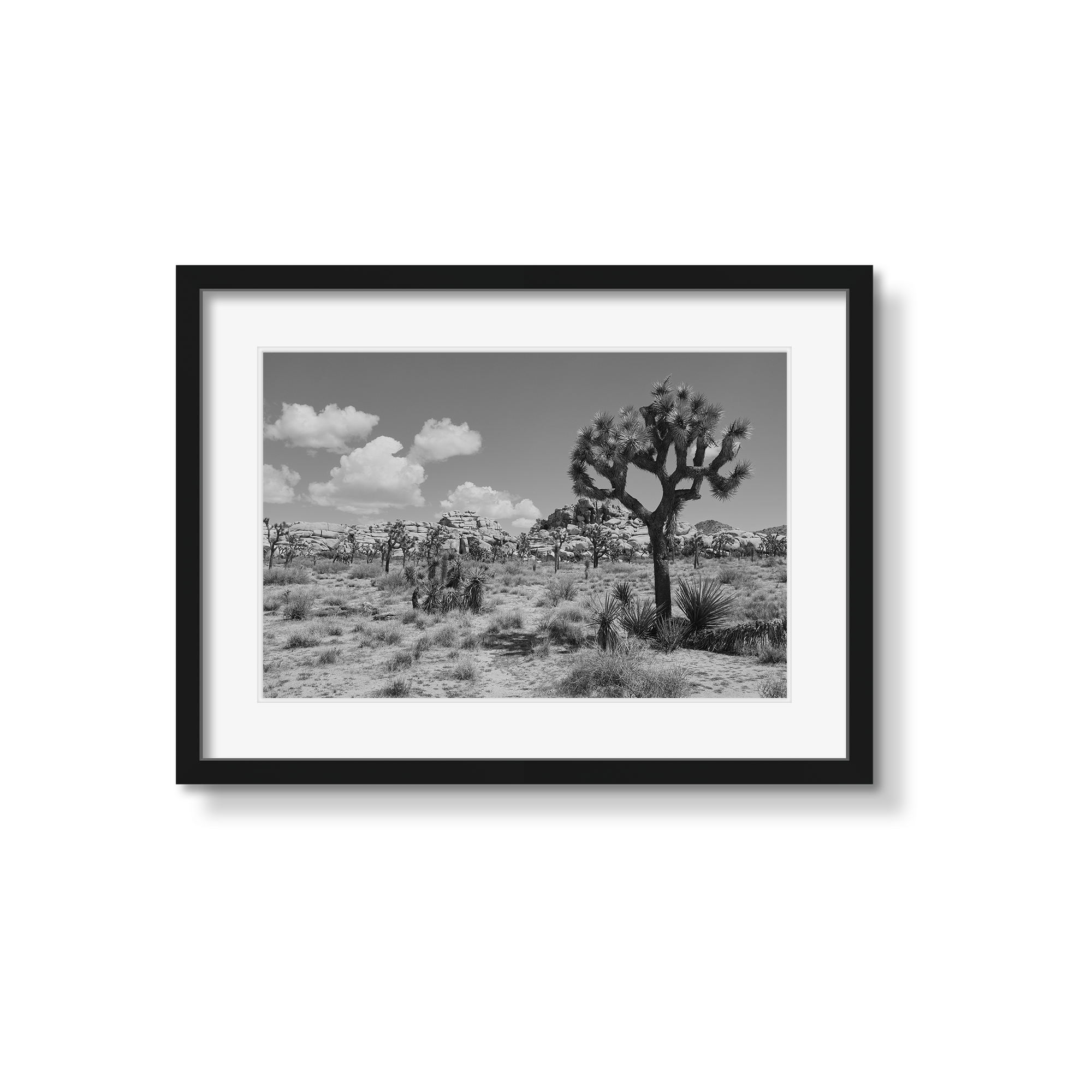 JOSHUA TREE