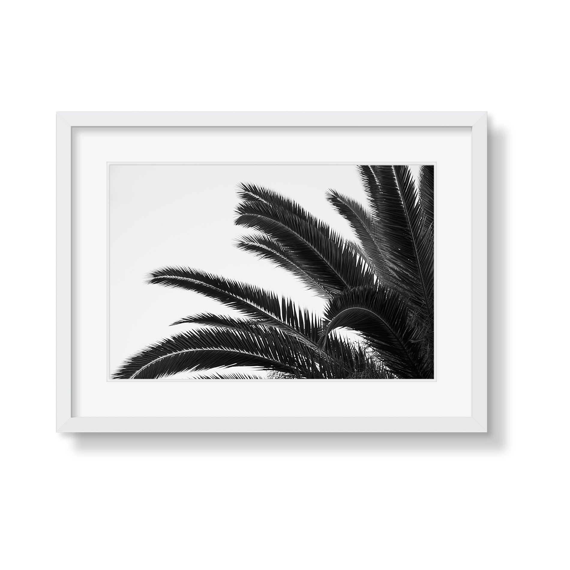 PALMS 1