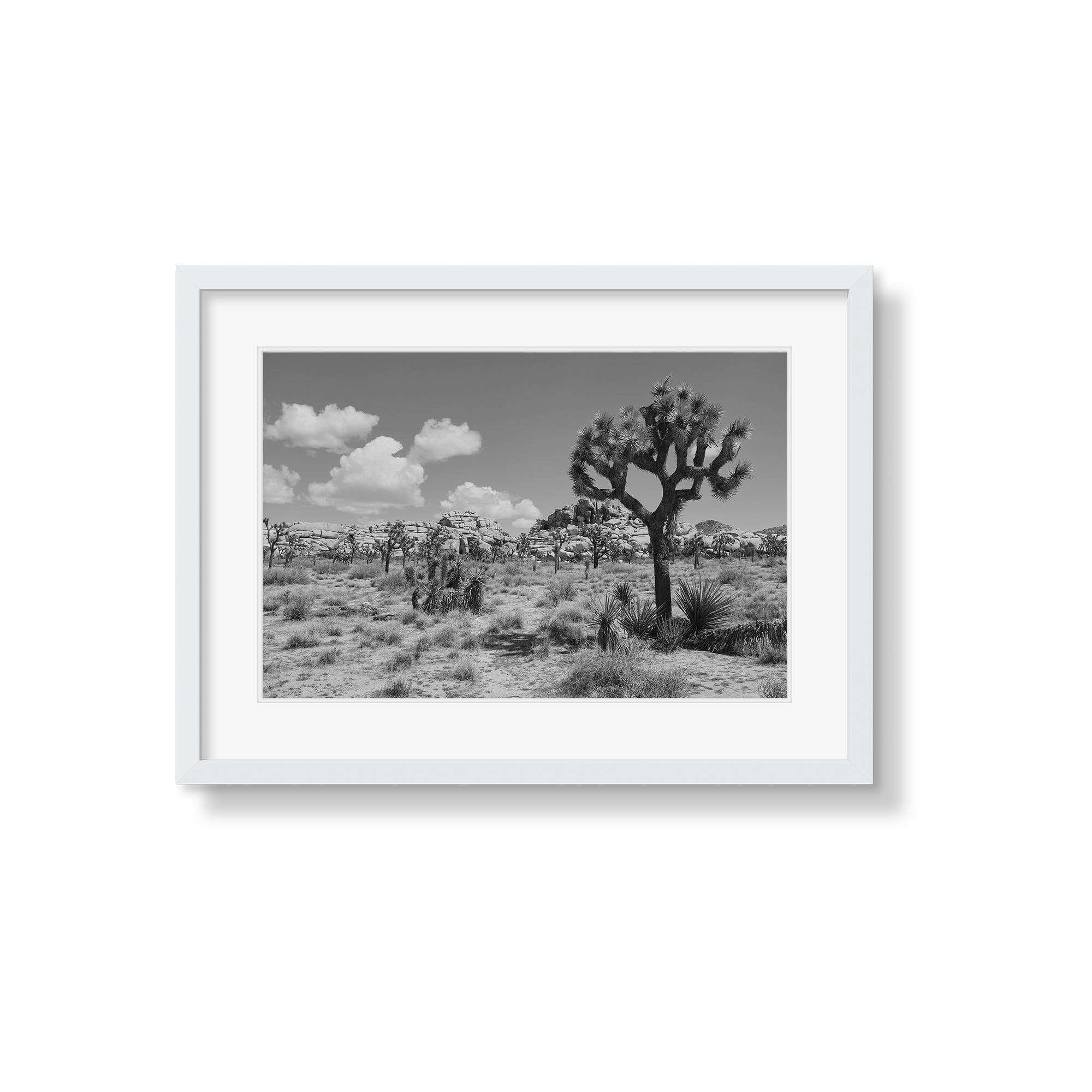 JOSHUA TREE