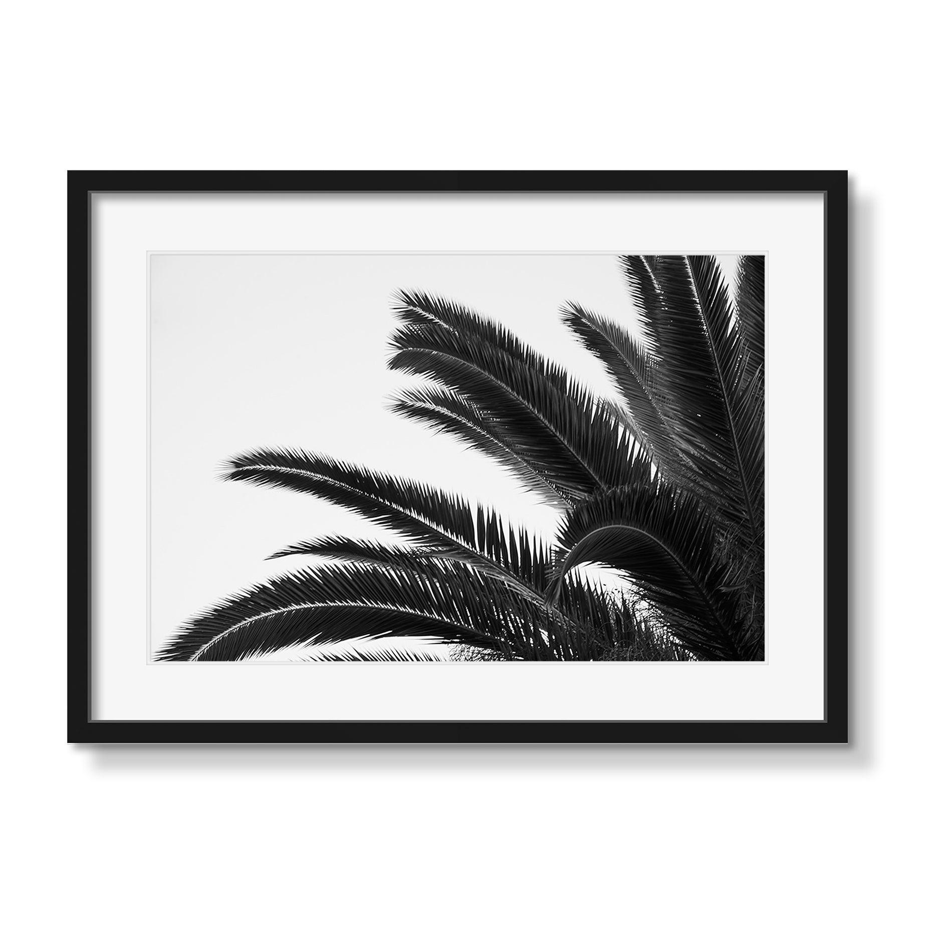 PALMS 1