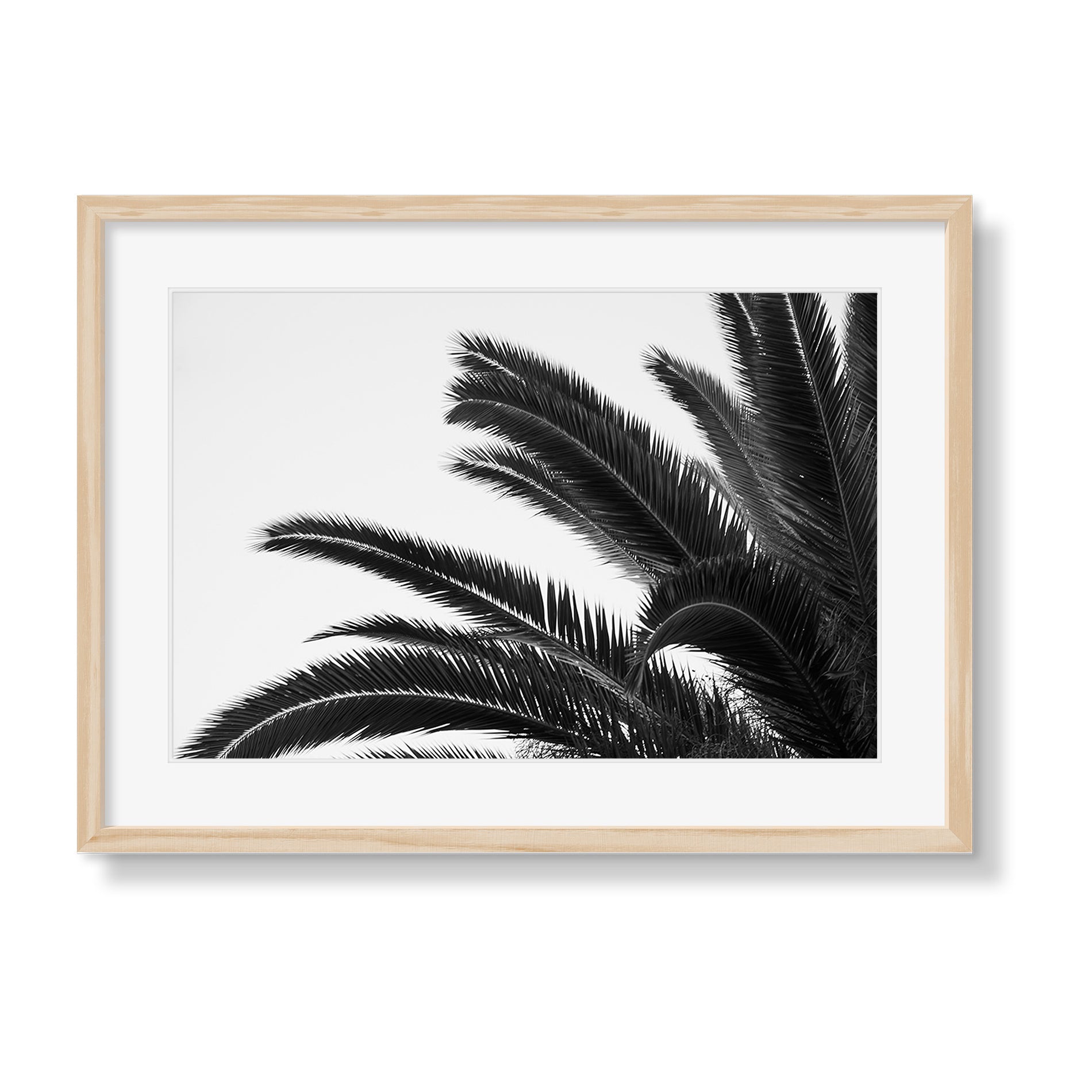 PALMS 1