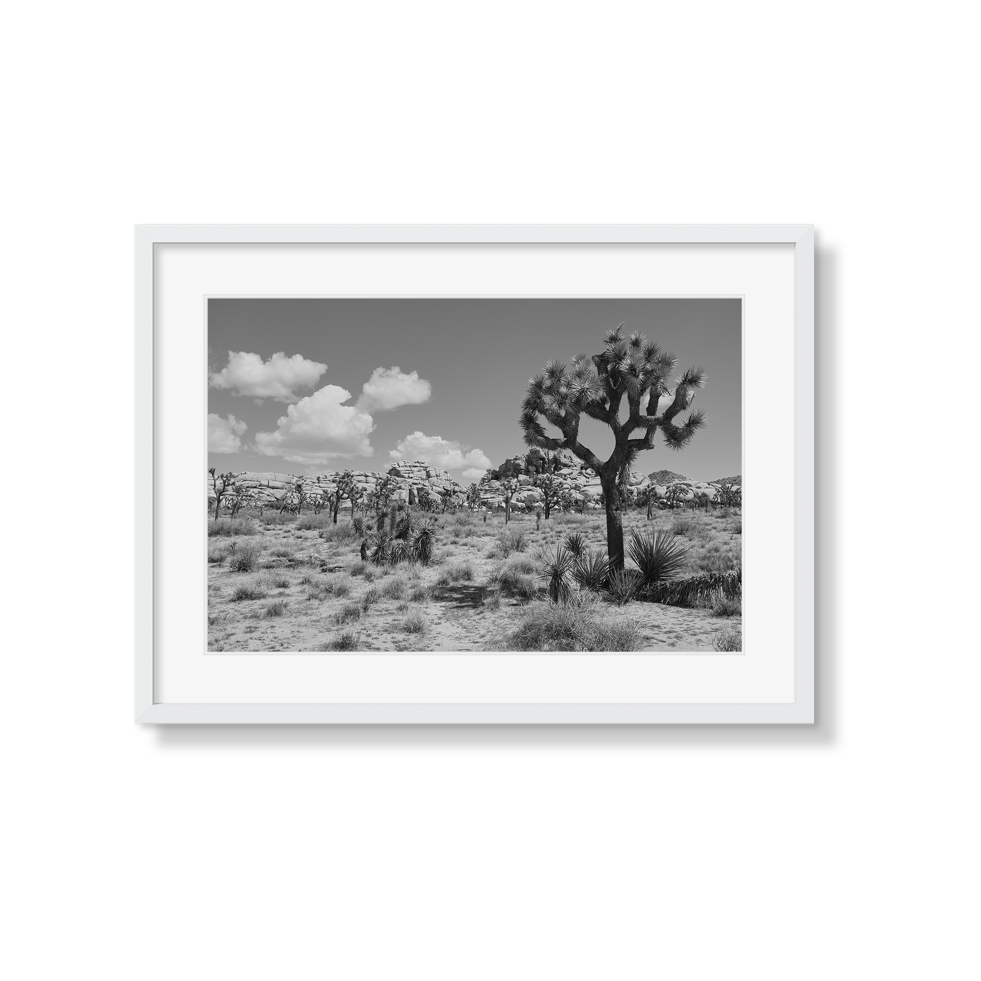 JOSHUA TREE