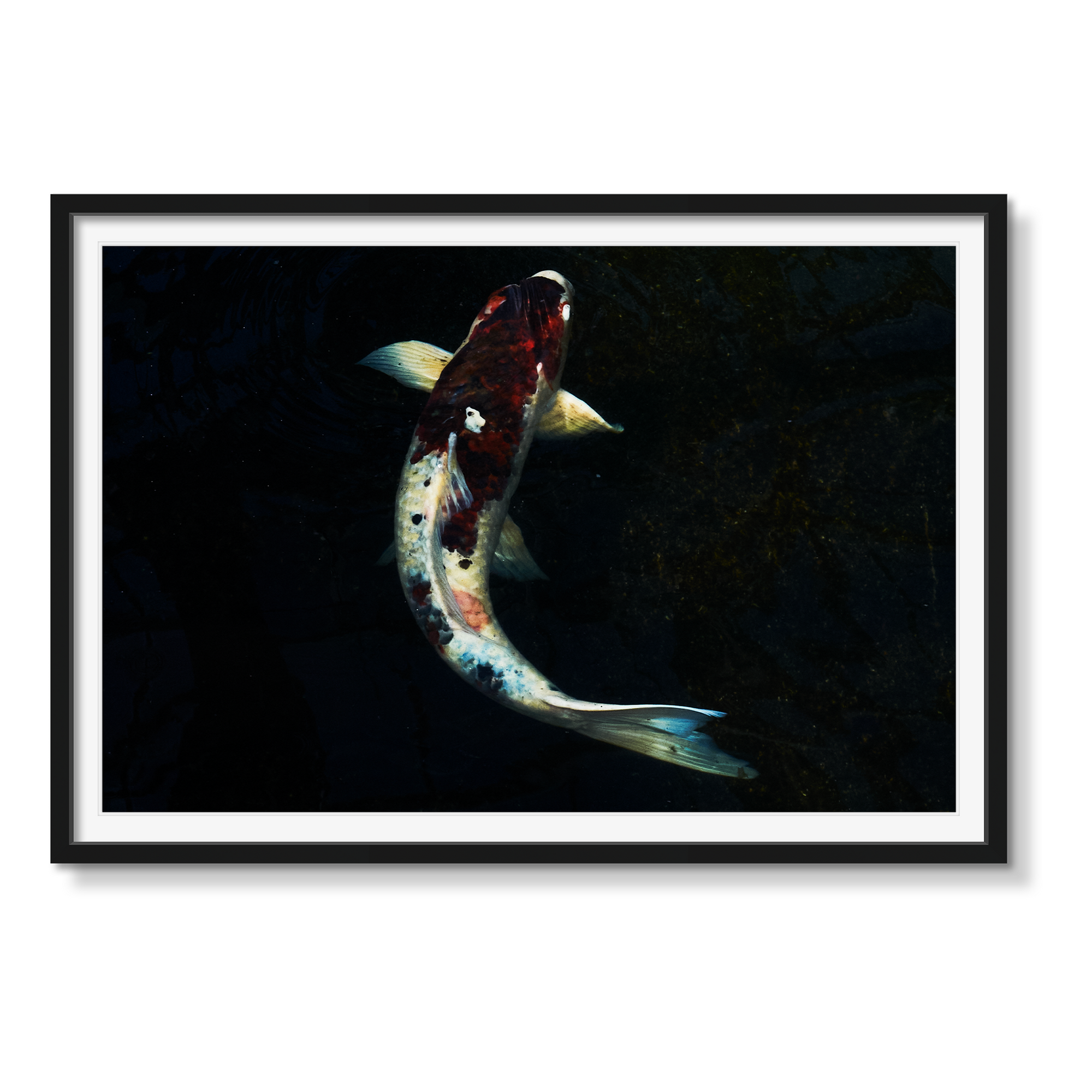 RED KOI (HORIZONTAL)