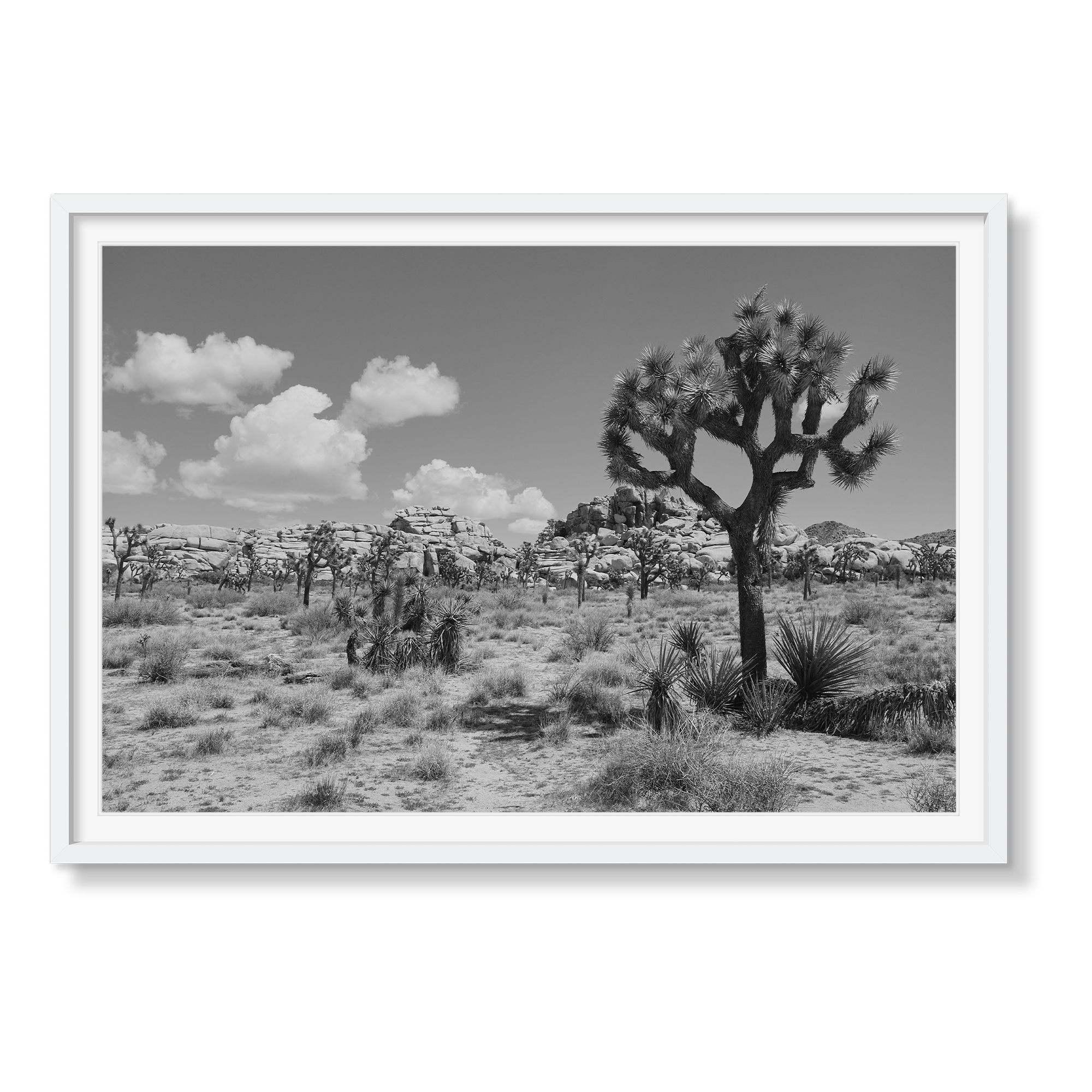 JOSHUA TREE