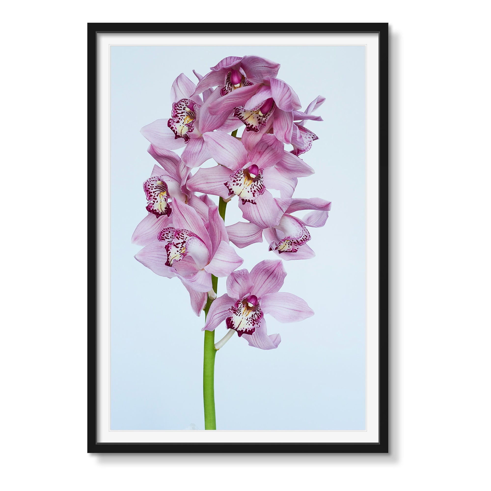 PURPLE ORCHID