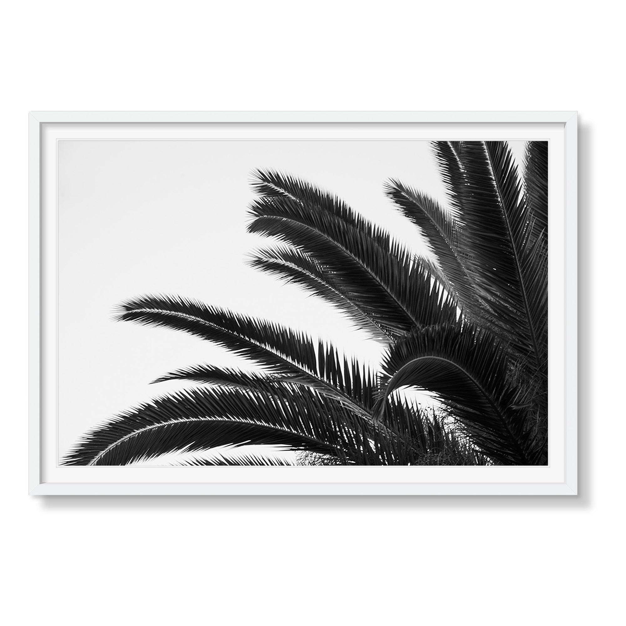 PALMS 1