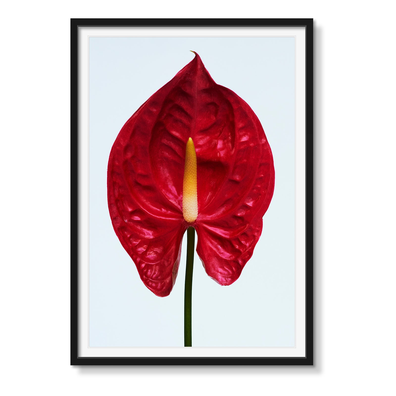 RED ANTHURIUM
