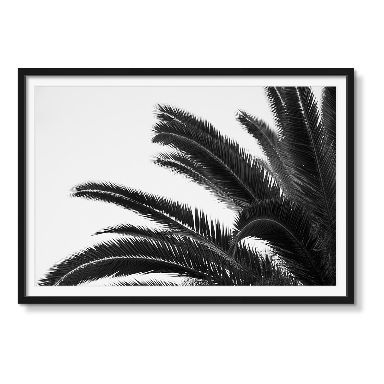PALMS 1