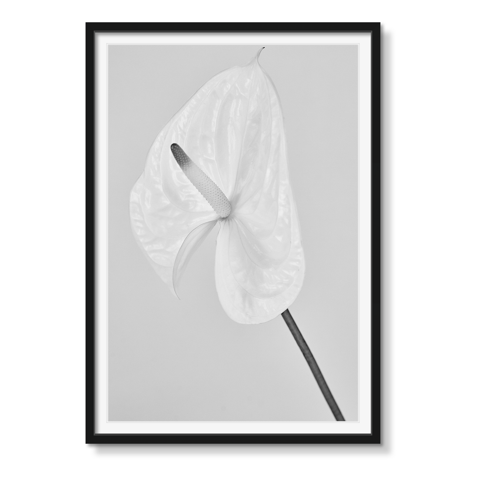 WHITE ANTHURIUM