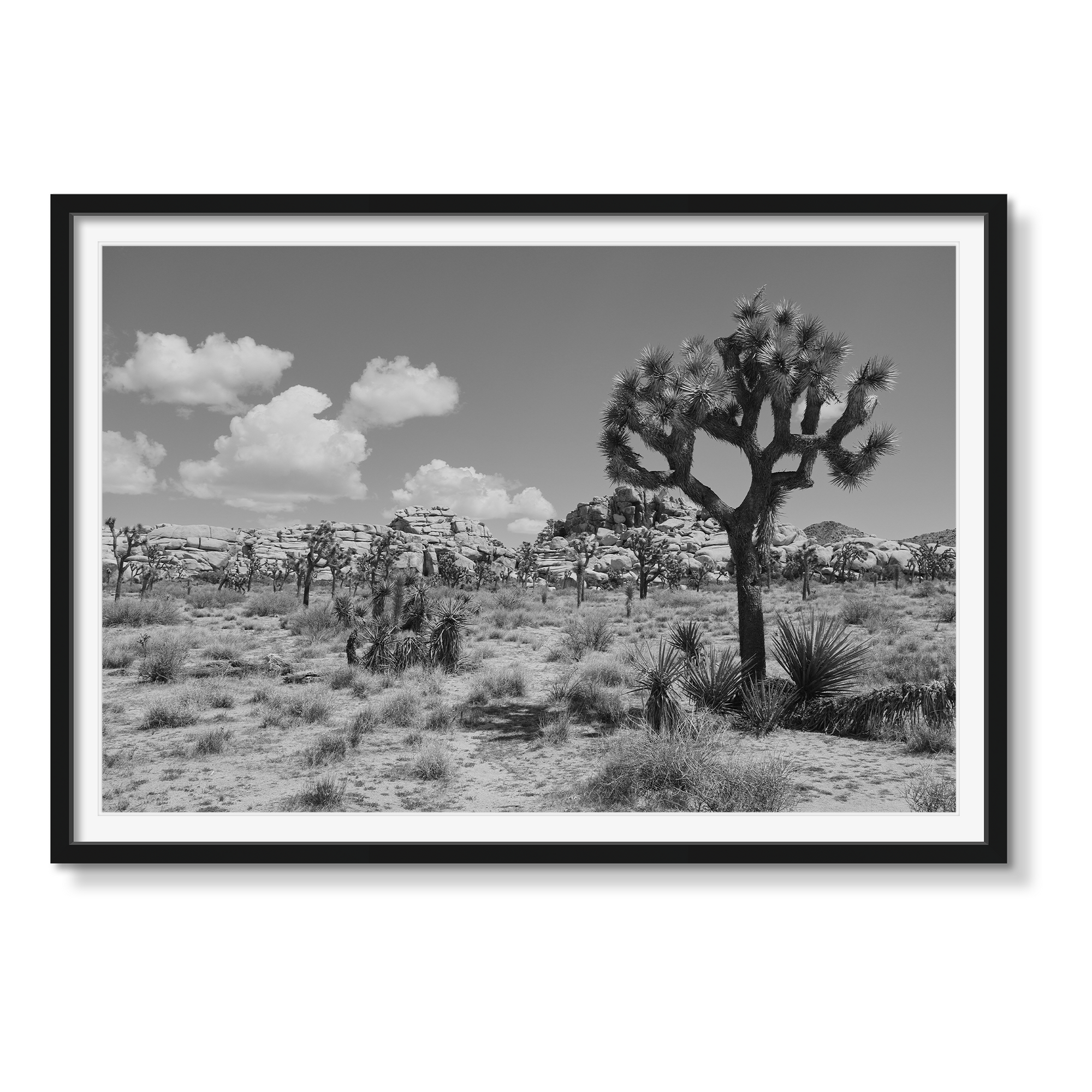 JOSHUA TREE