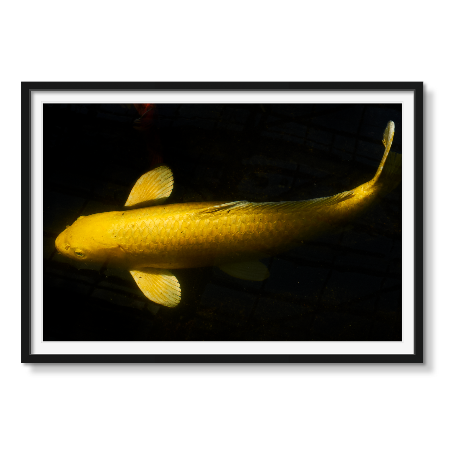 KOI YELLOW