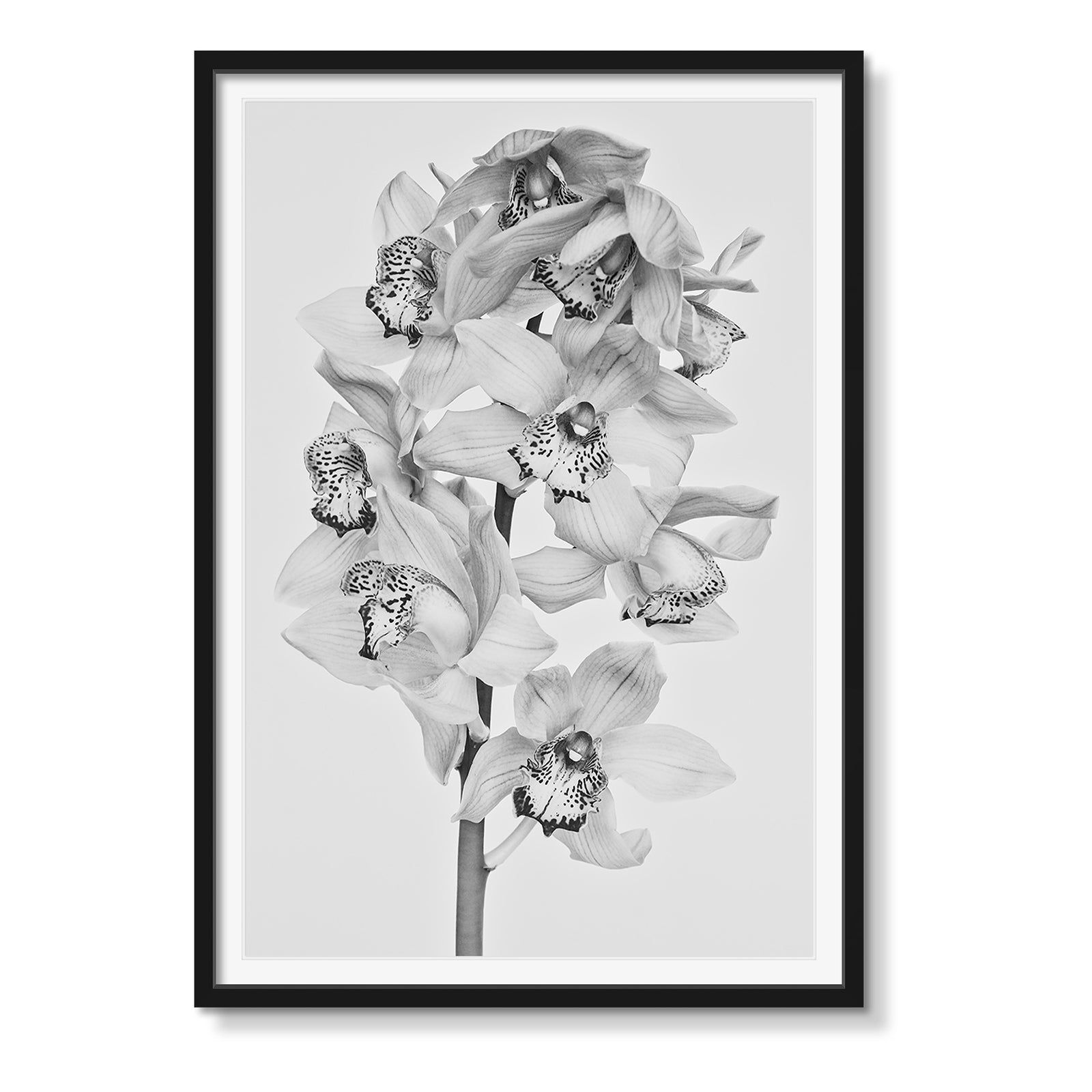 ORCHID B&W