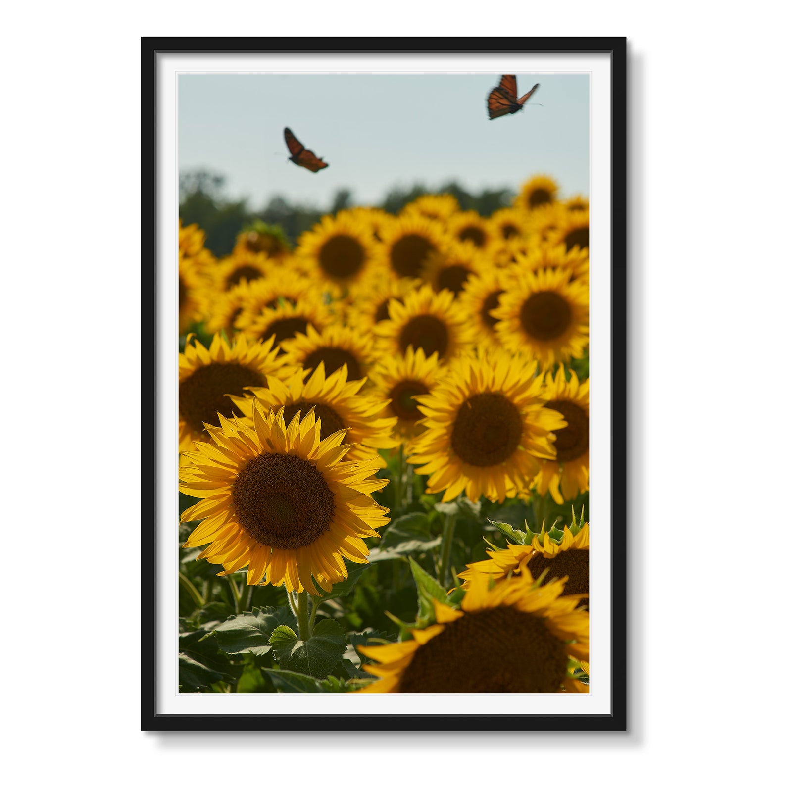 SUNFLOWERS