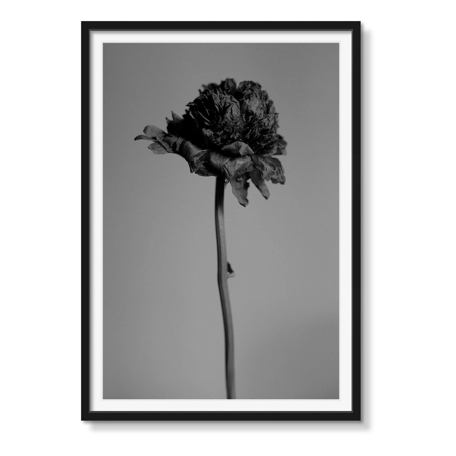 RED PEONY (B&W)