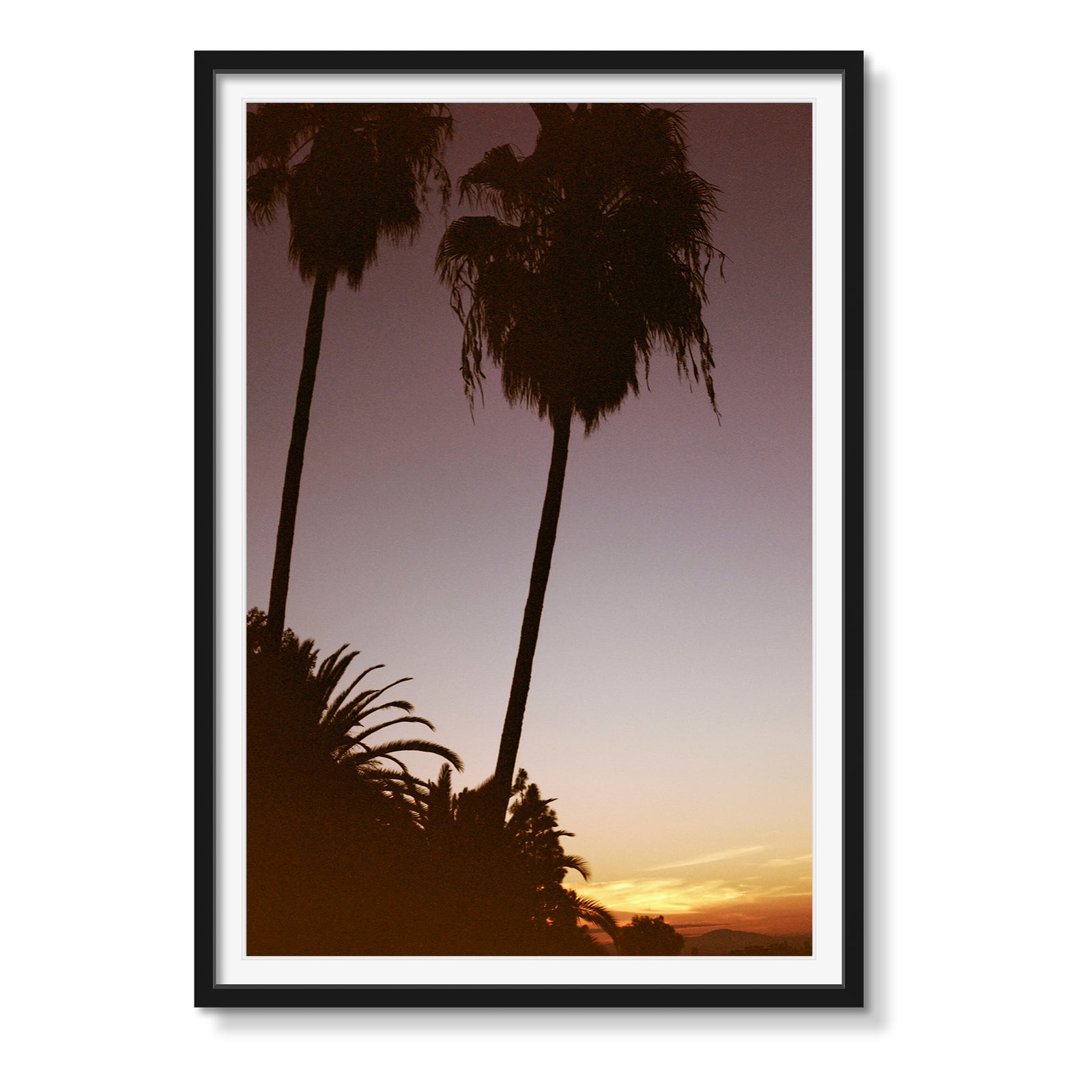 PALM SUNRISE