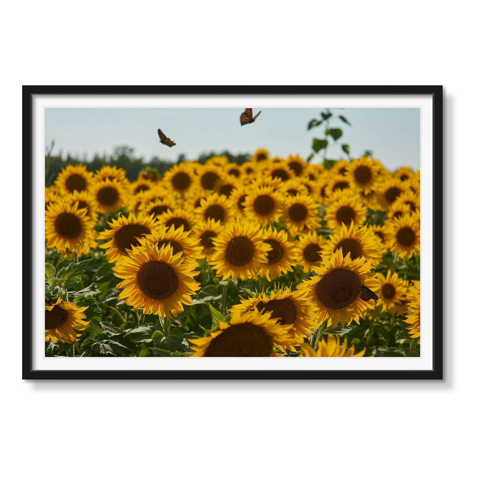 SUNFLOWERS AND BUTTERFLIES