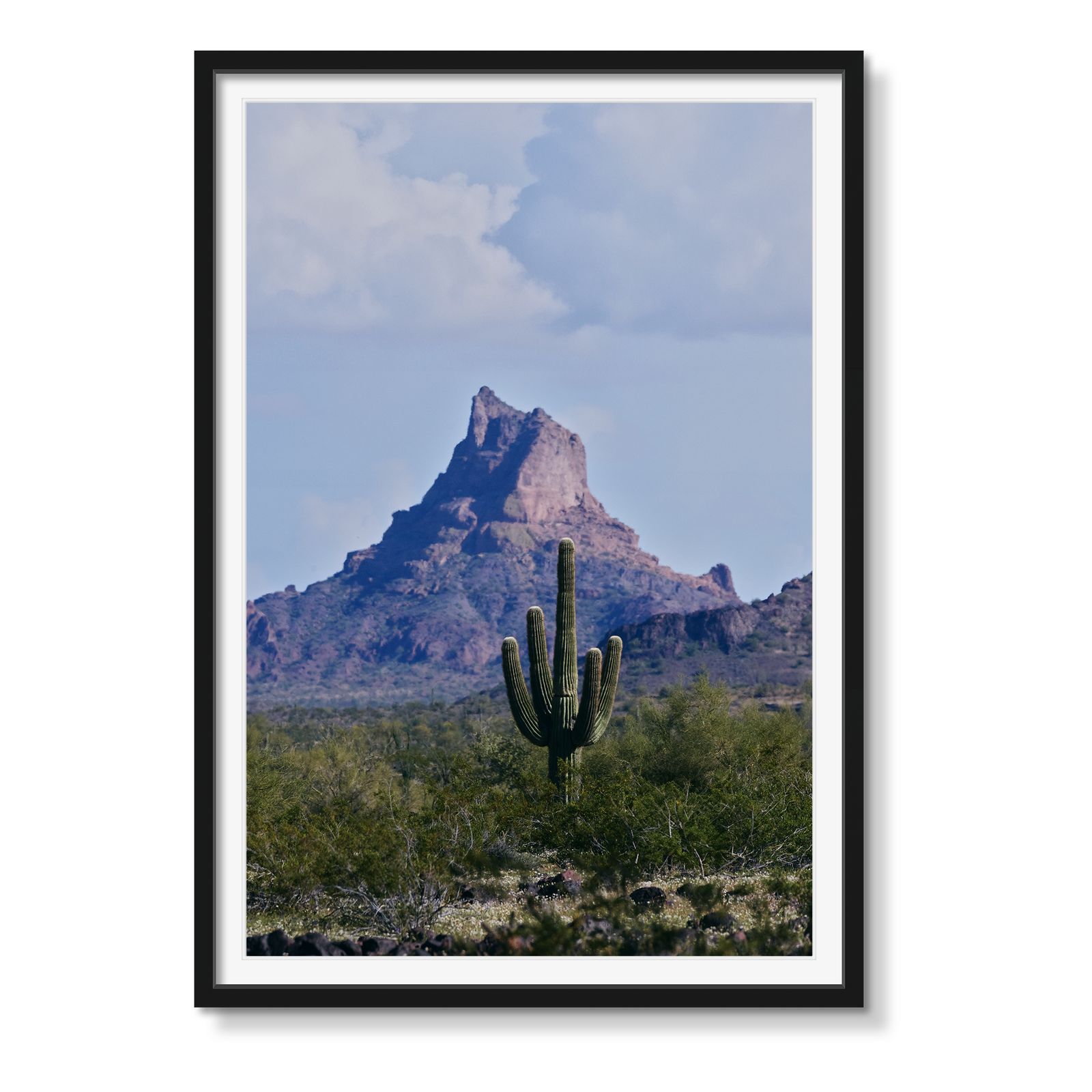 SPRINGTIME IN THE DESERT