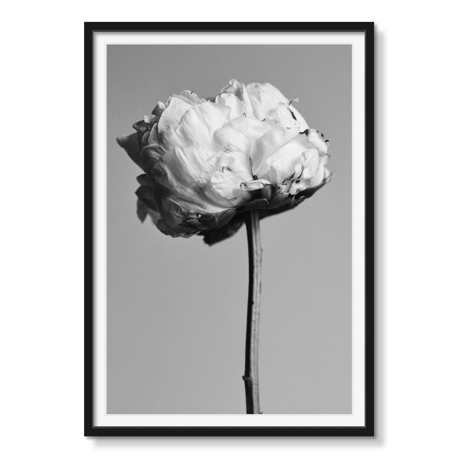 PEONIES B&W