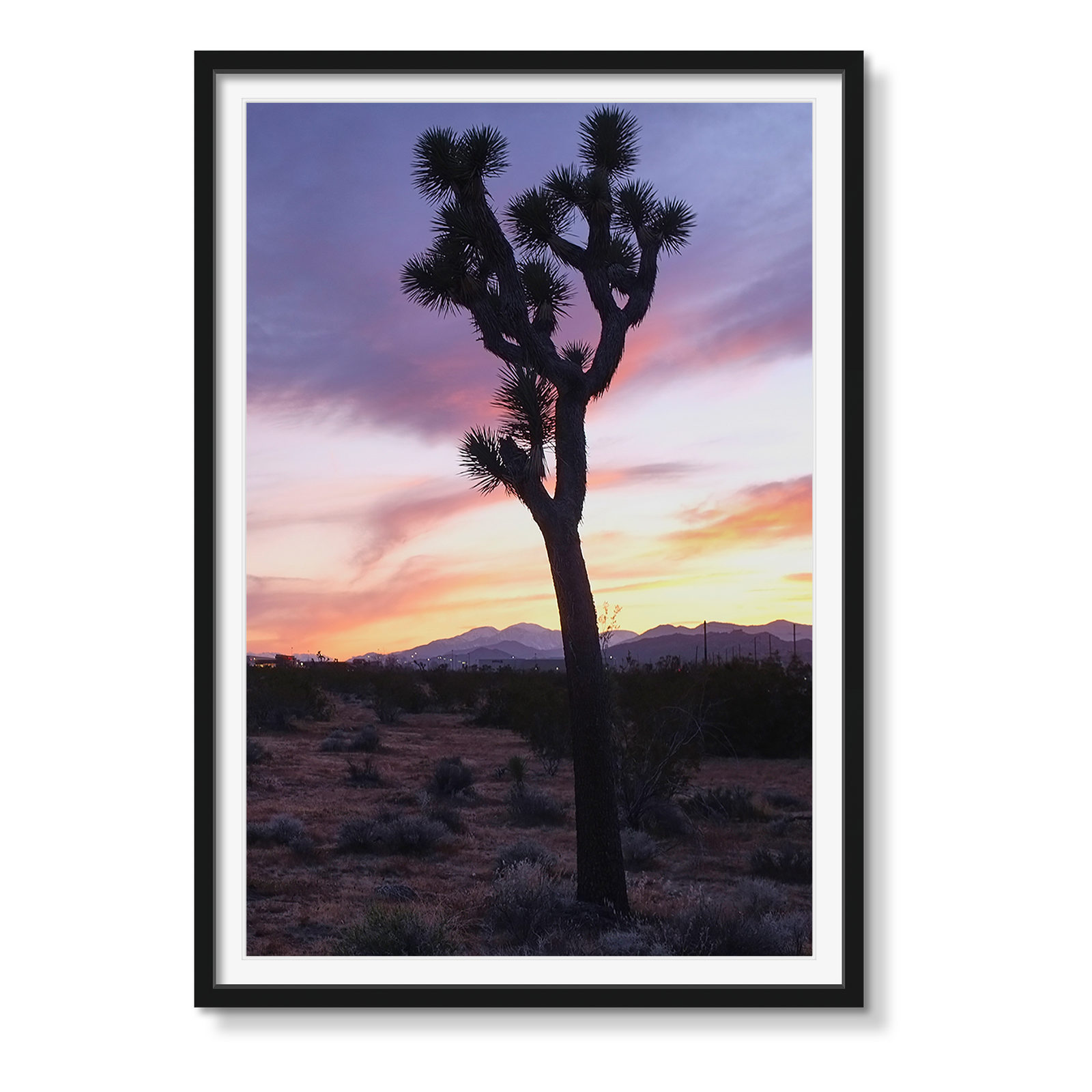 JOSHUA TREE SUNSET